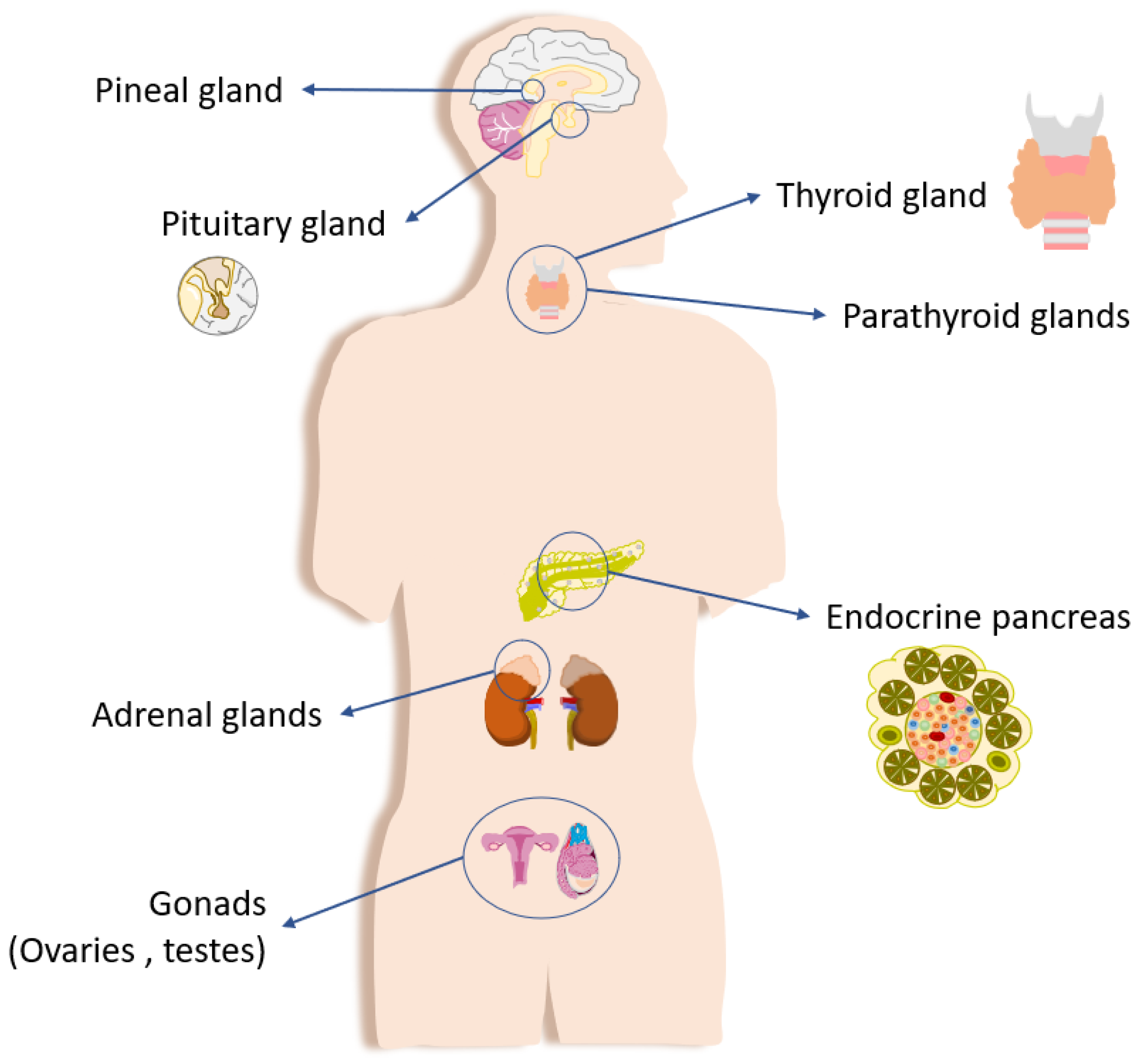 Cosmetics 12 00175 g001