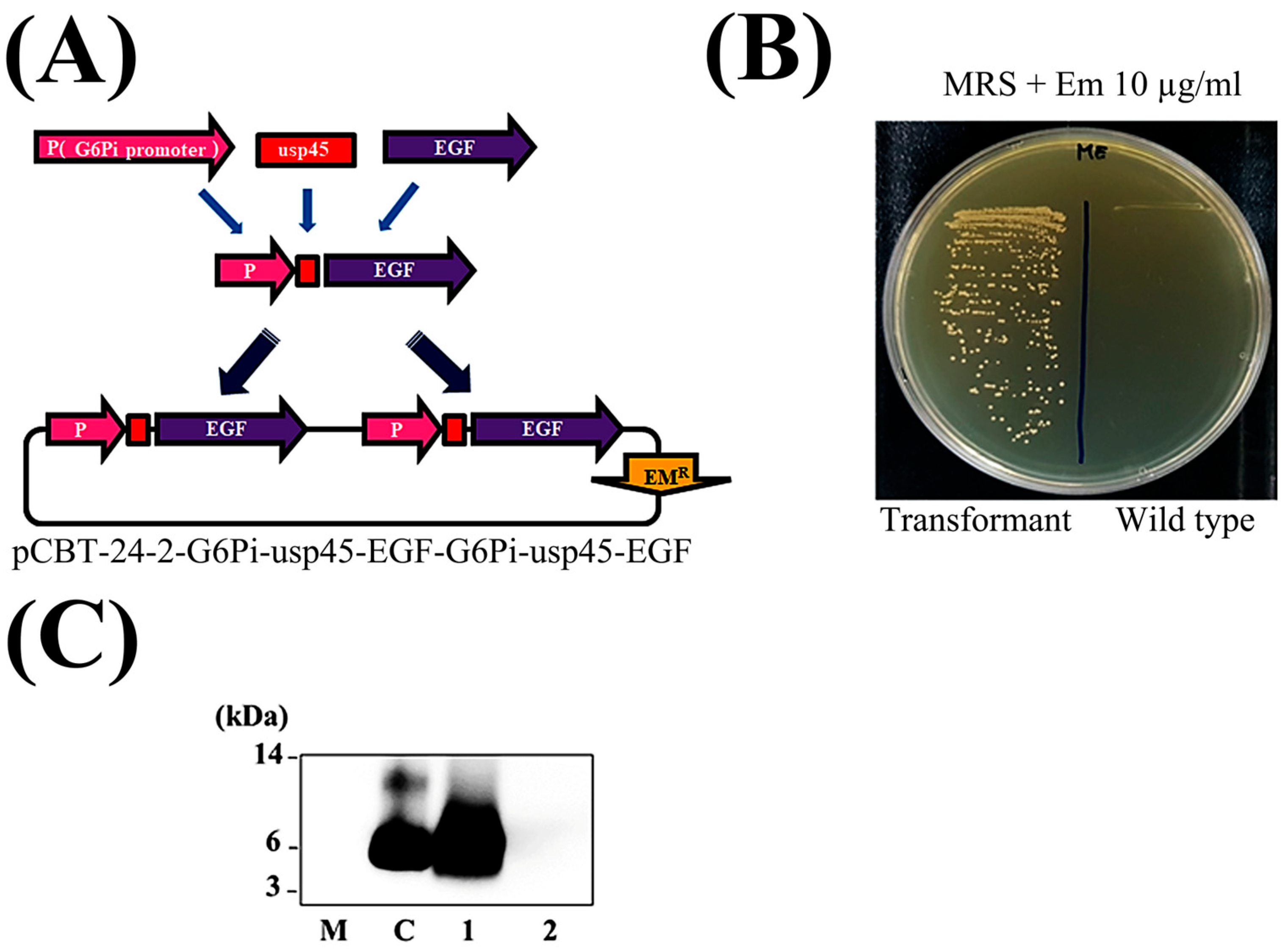 Cosmetics 12 00176 g001
