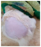 Cosmetics 12 00238 i003 Cosmetics 12 00238 i003