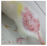 Cosmetics 12 00238 i005 Cosmetics 12 00238 i005