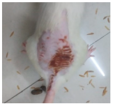 Cosmetics 12 00238 i006 Cosmetics 12 00238 i006