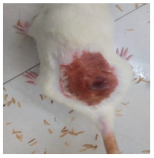 Cosmetics 12 00238 i008 Cosmetics 12 00238 i008