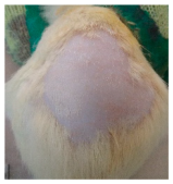 Cosmetics 12 00238 i012 Cosmetics 12 00238 i012