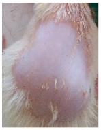 Cosmetics 12 00238 i017 Cosmetics 12 00238 i017