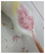 Cosmetics 12 00238 i018 Cosmetics 12 00238 i018