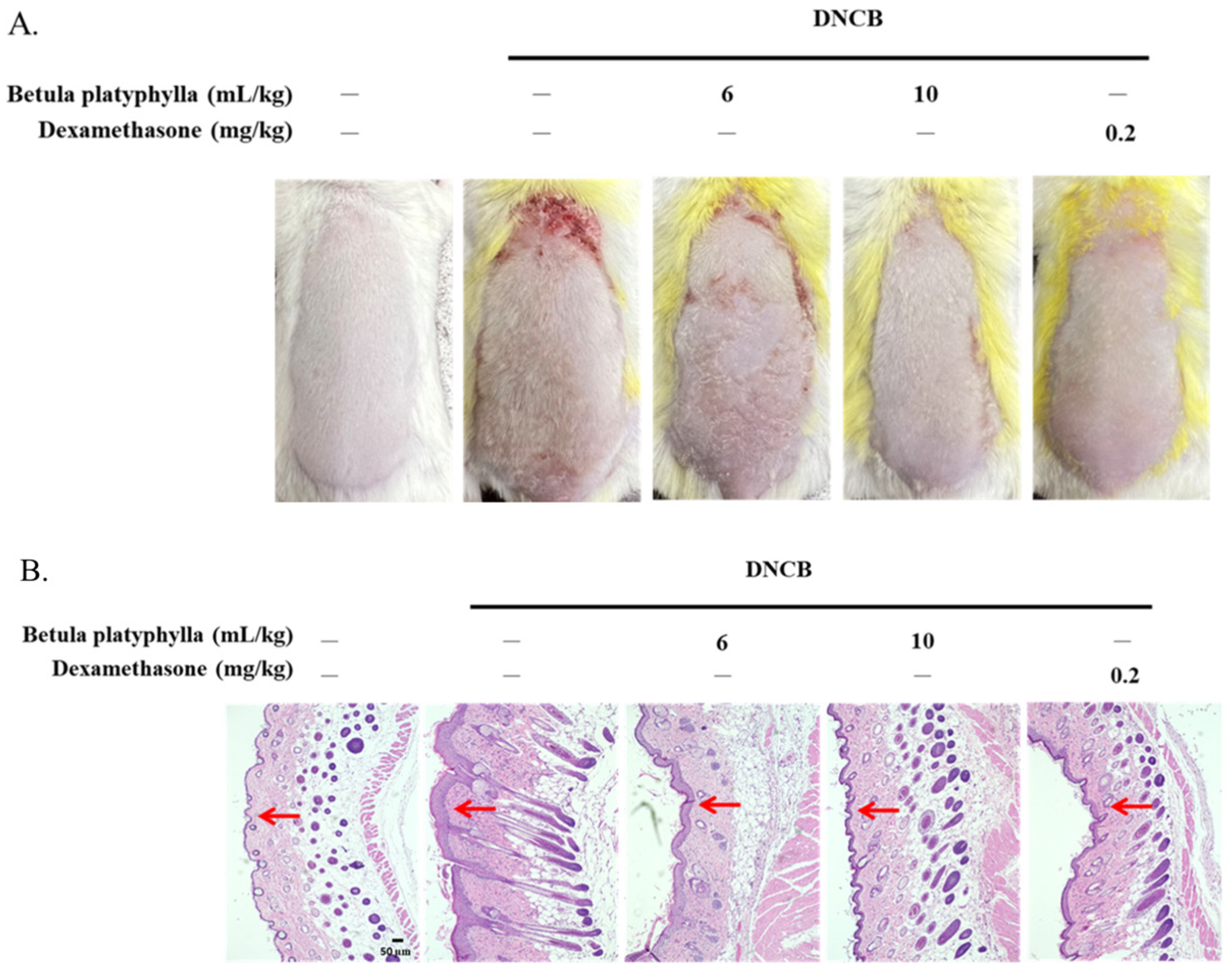 Cosmetics 12 00282 g006