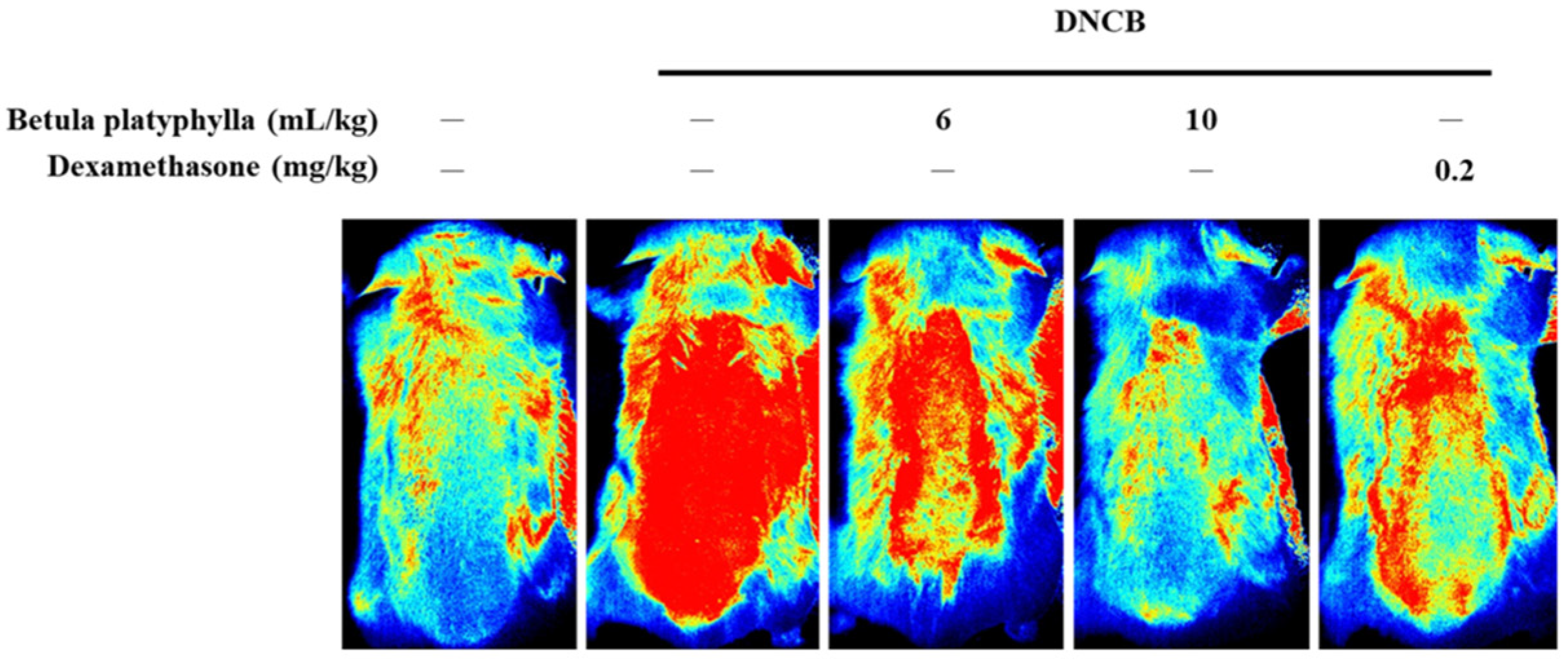 Cosmetics 12 00282 g007