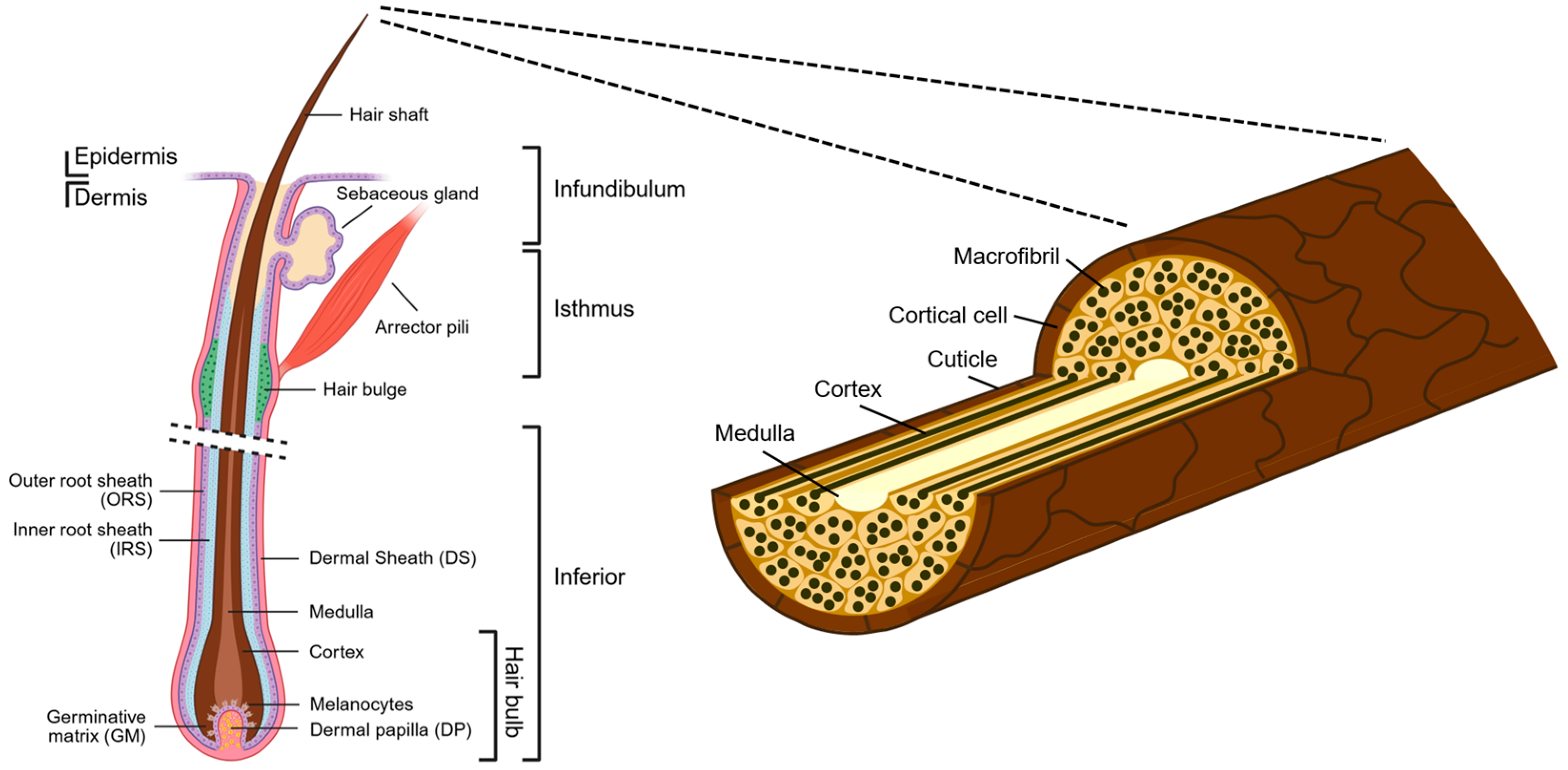Cosmetics 12 00284 g002