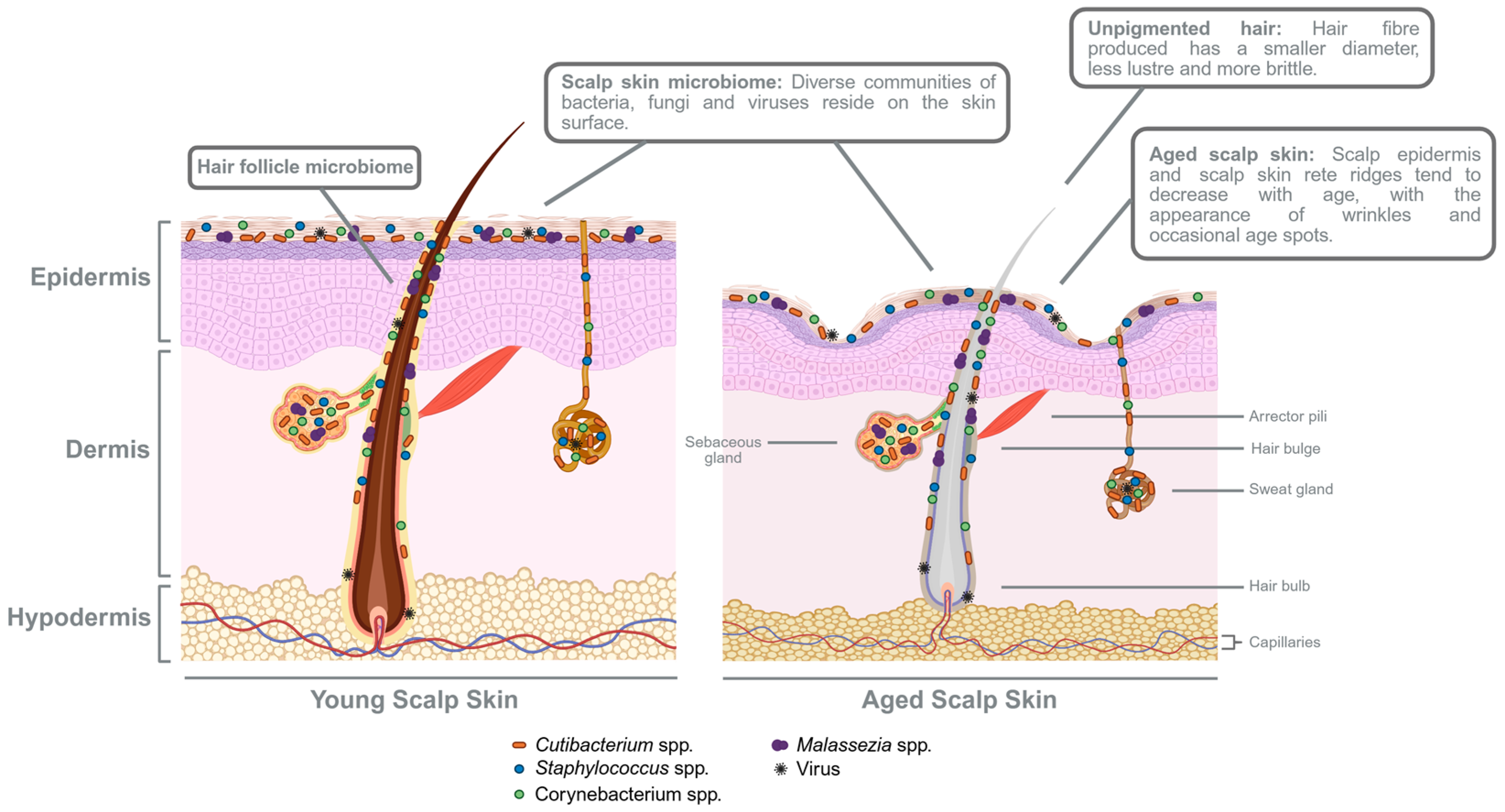 Cosmetics 12 00284 g003