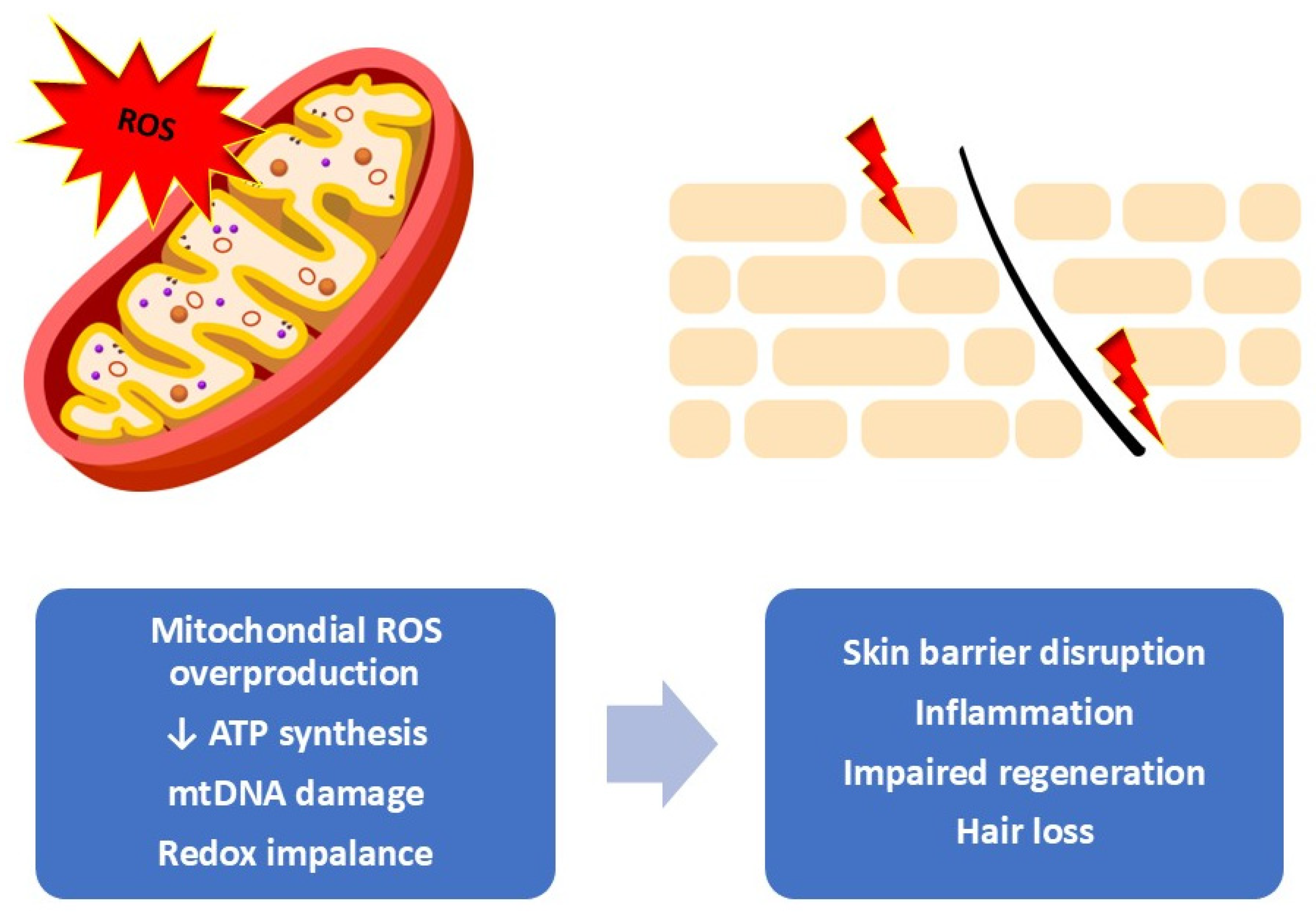 Cosmetics 13 00007 g001