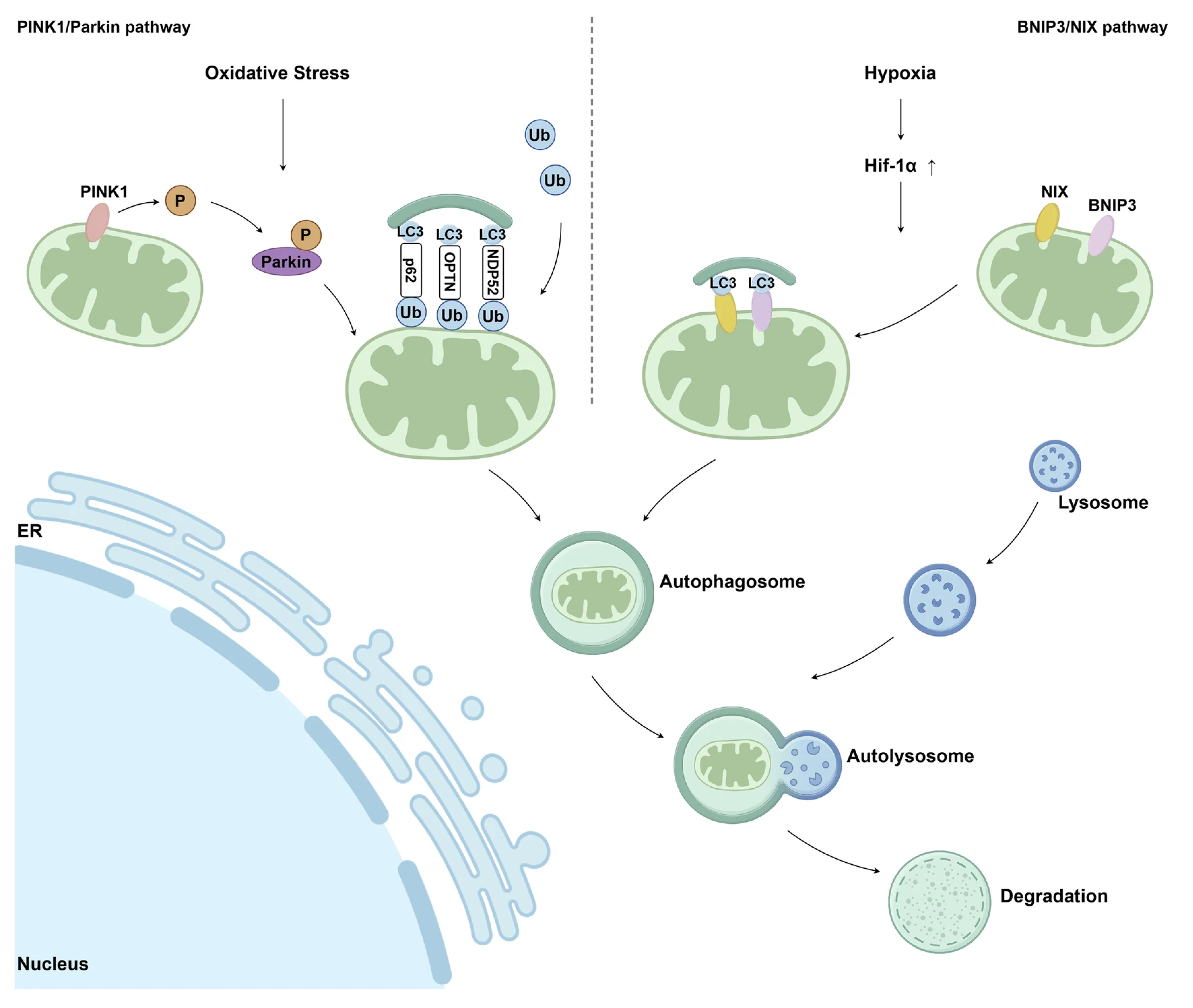 Cosmetics 13 00007 g002