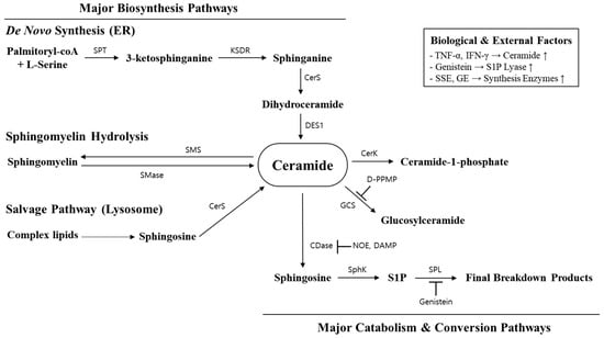 Overview of Major Ceramide Metabolic Pathways and Regulation Mechanisms. This schematic illustrates ceramide as the central metabolic hub, outlining its primary biosynthesis (De novo, SM hydrolysis, salvage) and catabolism pathways, along with key enzymatic inhibitors and biological factors that modulate its homeostasis based on refs. [13,14]. ER, endoplasmic reticulum; SPT, Serine Palmitoyltransferase; KDSR, 3-Ketodihydrosphingosine Reductase; CerS, Ceramide Synthase; DES1, Dihydroceramide Desaturase 1; SMS, Sphingomyelin Synthase; SMase, Sphingomyelinase; CerK, Ceramide Kinase; CerS, Ceramide Synthase; GCS, Glucosylceramide Synthase; D-PPMP, D-threo-1-phenyl-2-decanoylamino-3-morpholino-1-propanol; CDase, Ceramidase; NOE, N-oleoylethanolamine; DMAP, 4-(Dimethylamino)-pyridine; SphK, Sphingosine Kinase; S1P, Sphingosine-1-phosphate; SPL: Sphingosine-1-phosphate Lyase; TNF-α, Tumor Necrosis Factor-alpha; IFN-γ, Interferon-gamma. Arrows indicate the direction of metabolic conversion; bar-headed lines indicate inhibition.