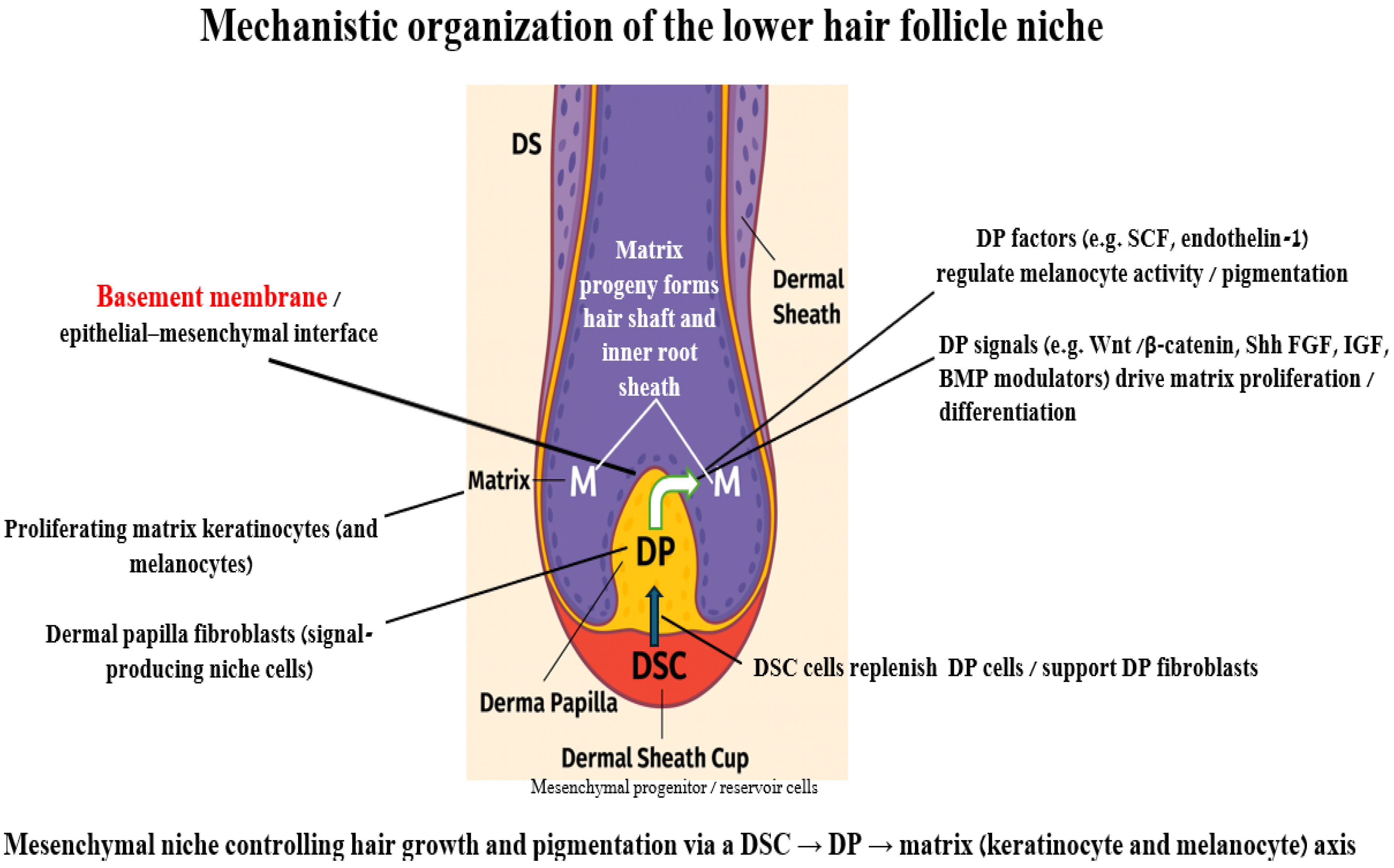 Cosmetics 13 00019 g001 Cosmetics 13 00019 g001