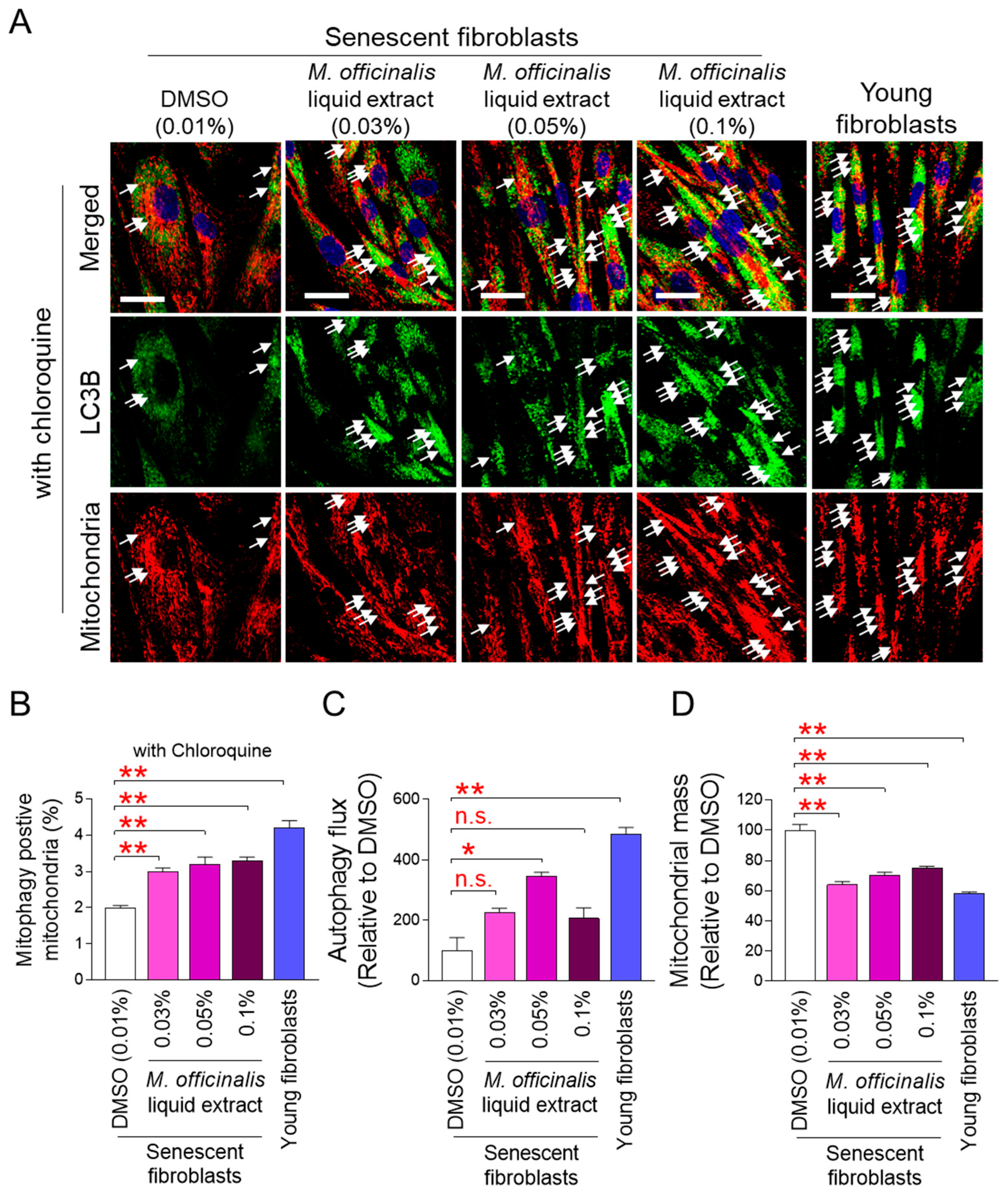 Cosmetics 13 00022 g003 Cosmetics 13 00022 g003