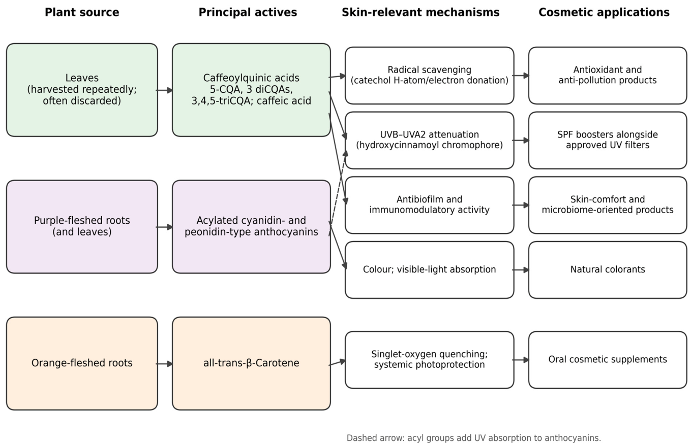 Cosmetics 13 00279 g001