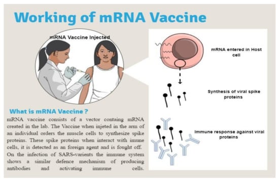 Covid 02 00105 g006 550