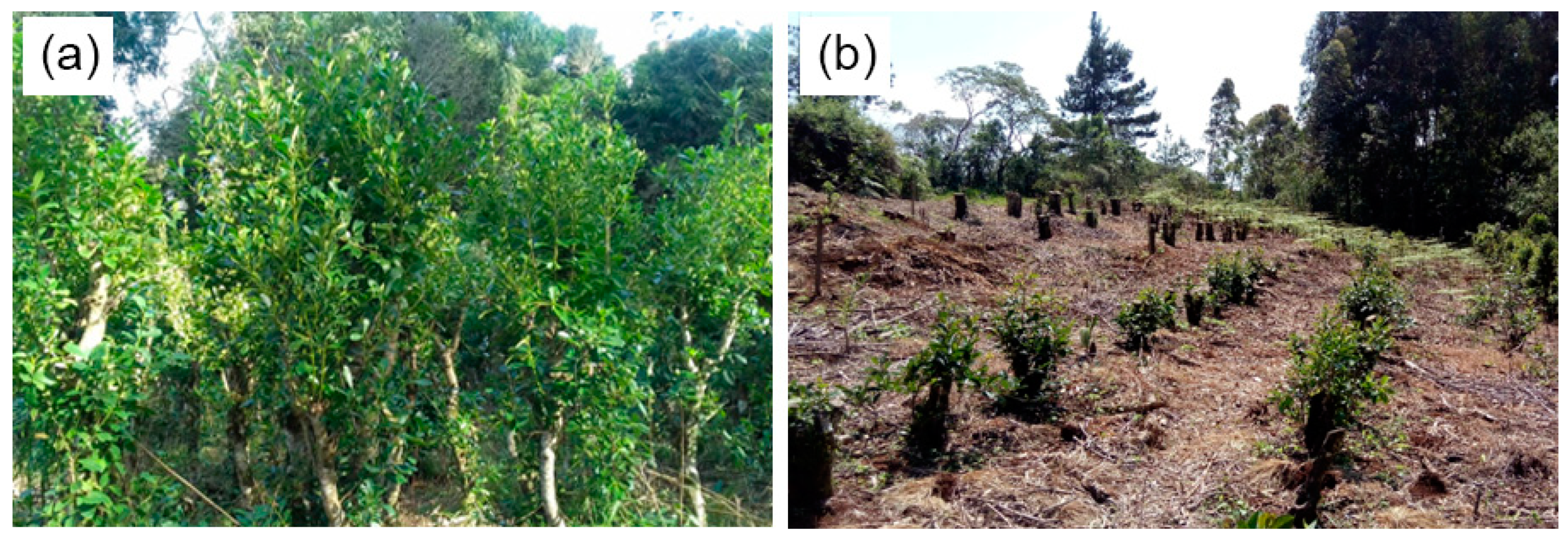 Crops 03 00004 g002 Crops 03 00004 g002