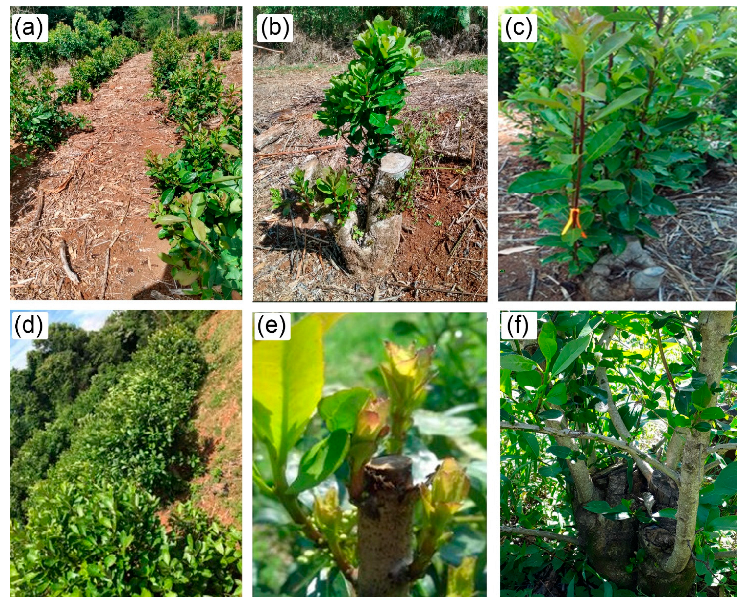 Crops 03 00004 g003 Crops 03 00004 g003