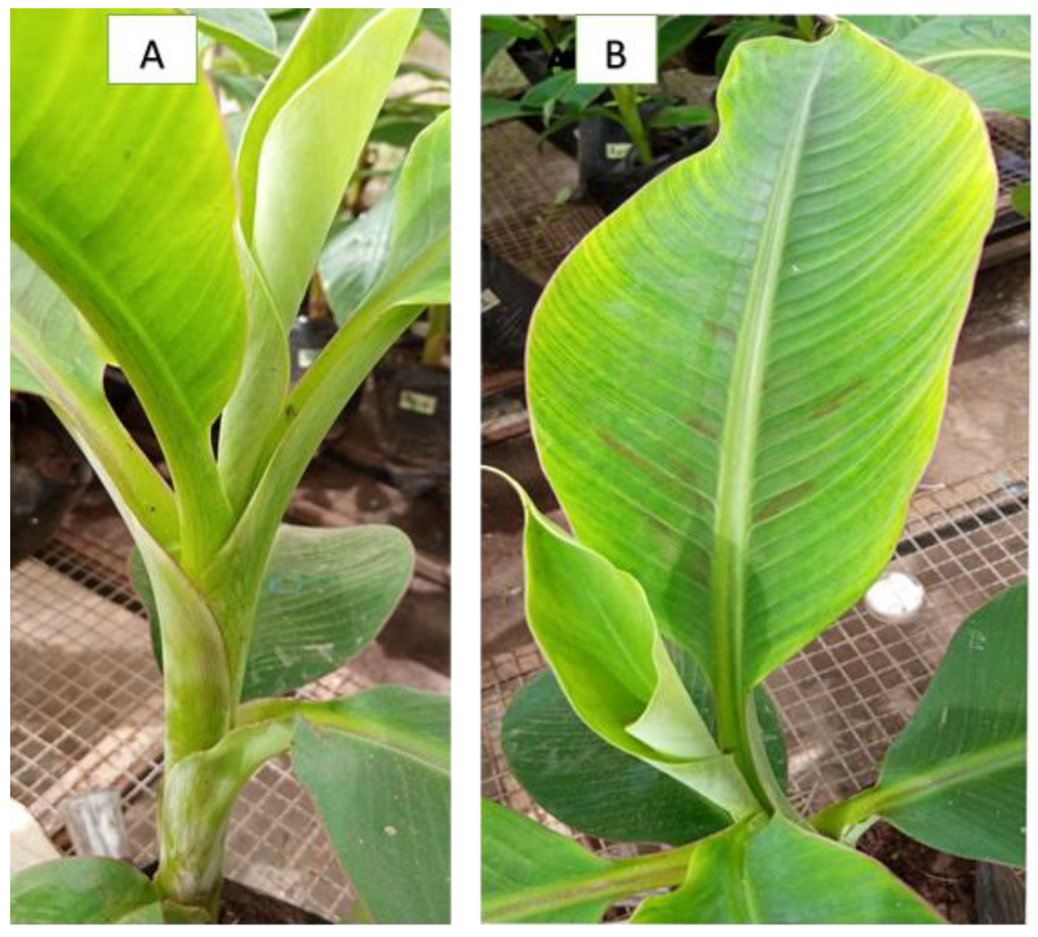 Crops 03 00016 g001a Crops 03 00016 g001a