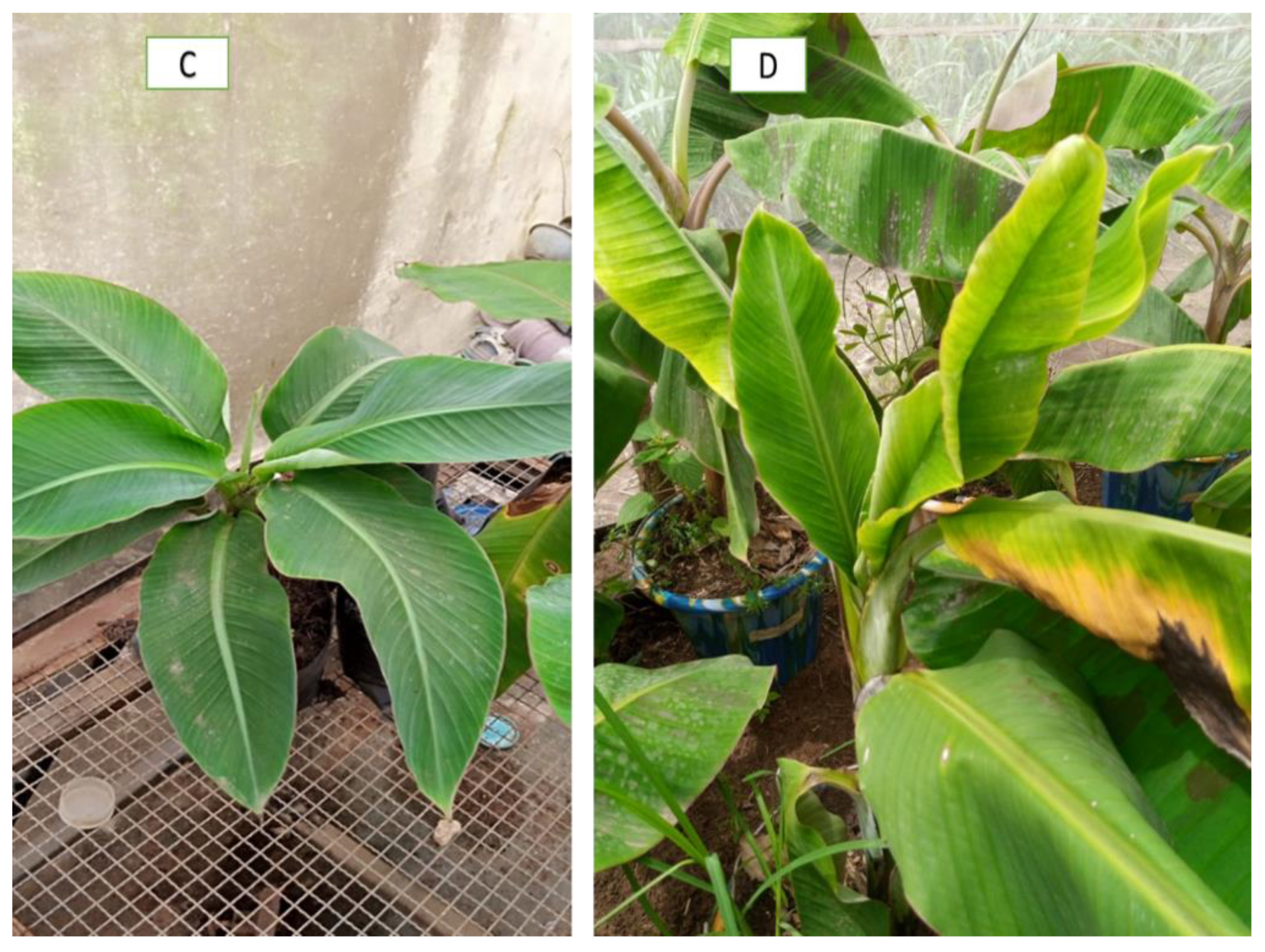 Crops 03 00016 g001b Crops 03 00016 g001b