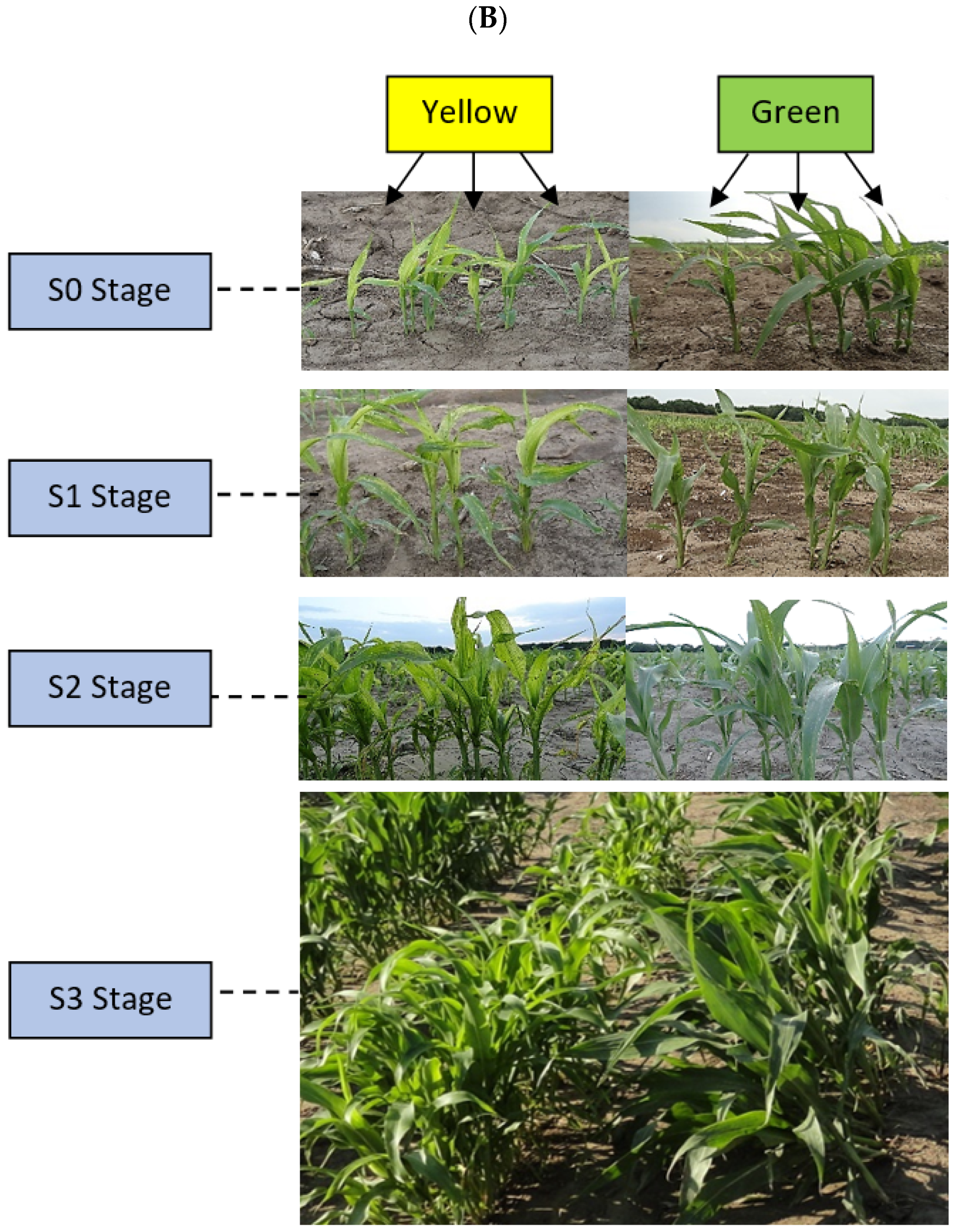 Crops 04 00025 g001b