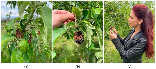 Crops 05 00030 g0a2a