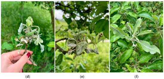 Crops 05 00030 g0a2b