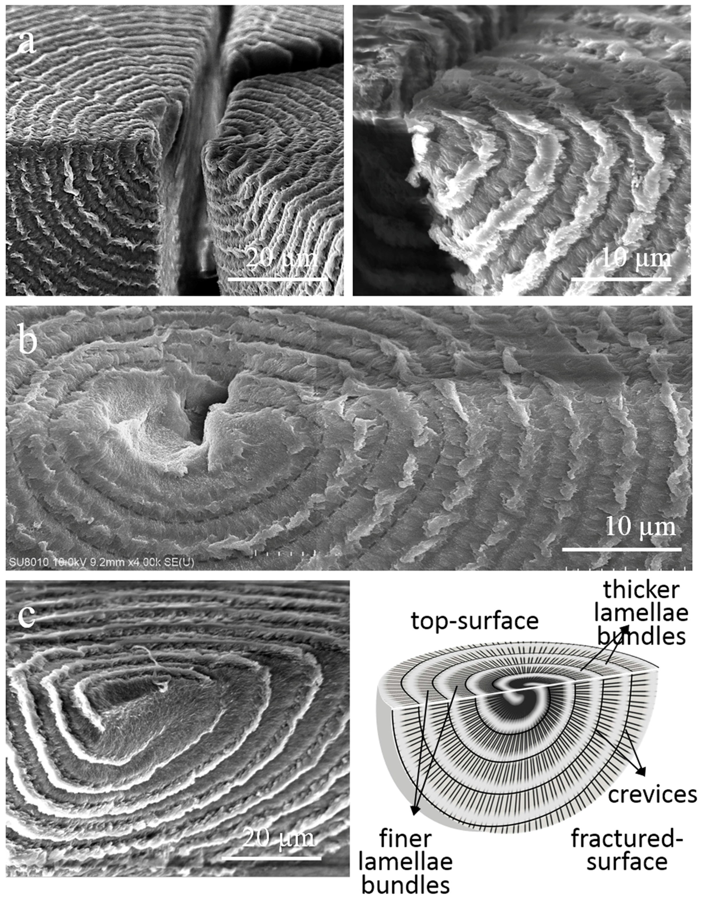 Crystals 07 00056 g015