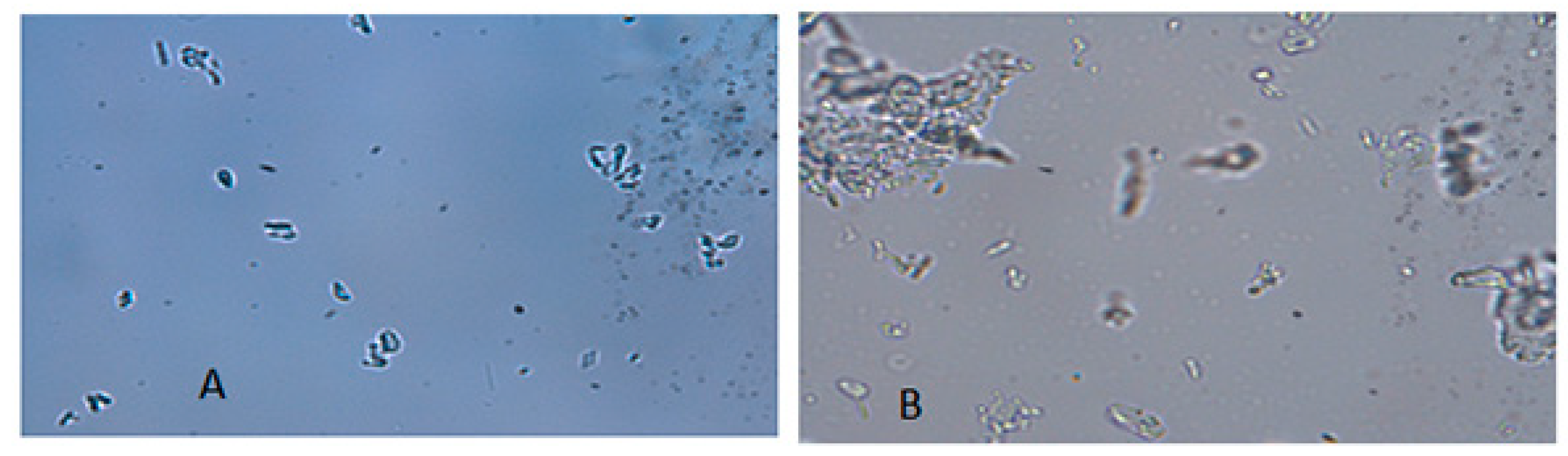 Crystals 08 00286 g005