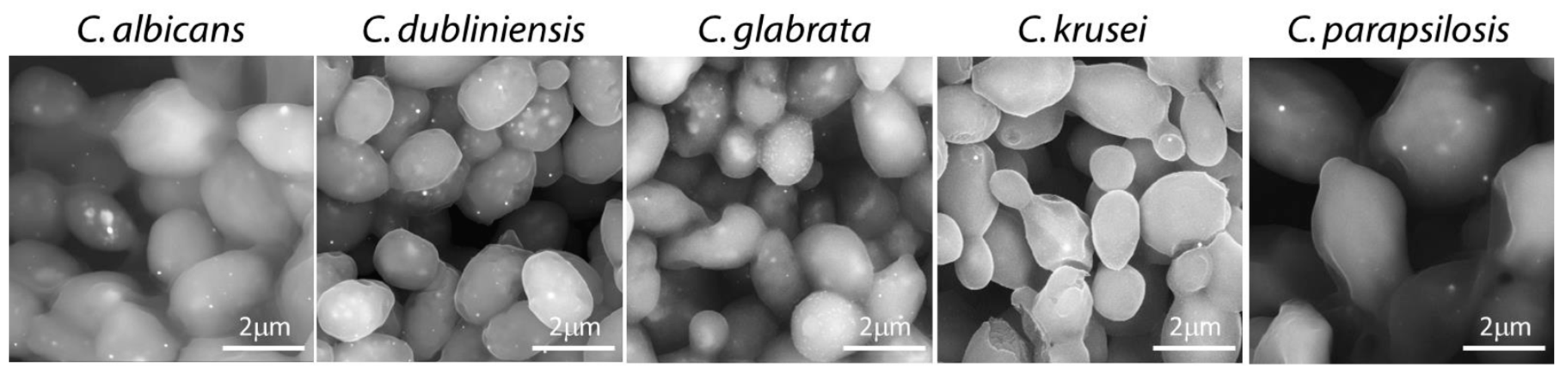 Crystals 09 00061 g004