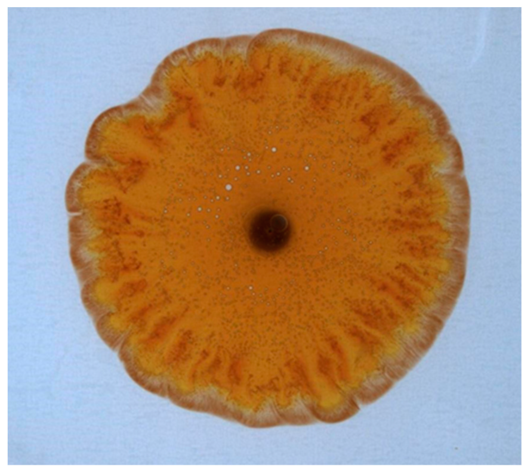 Crystals 09 00351 g008