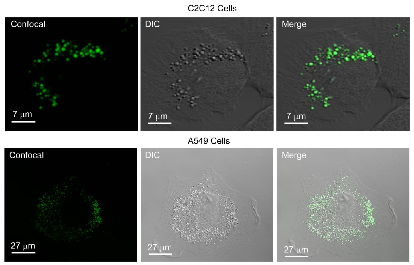 Crystals 09 00544 g002 Crystals 09 00544 g002