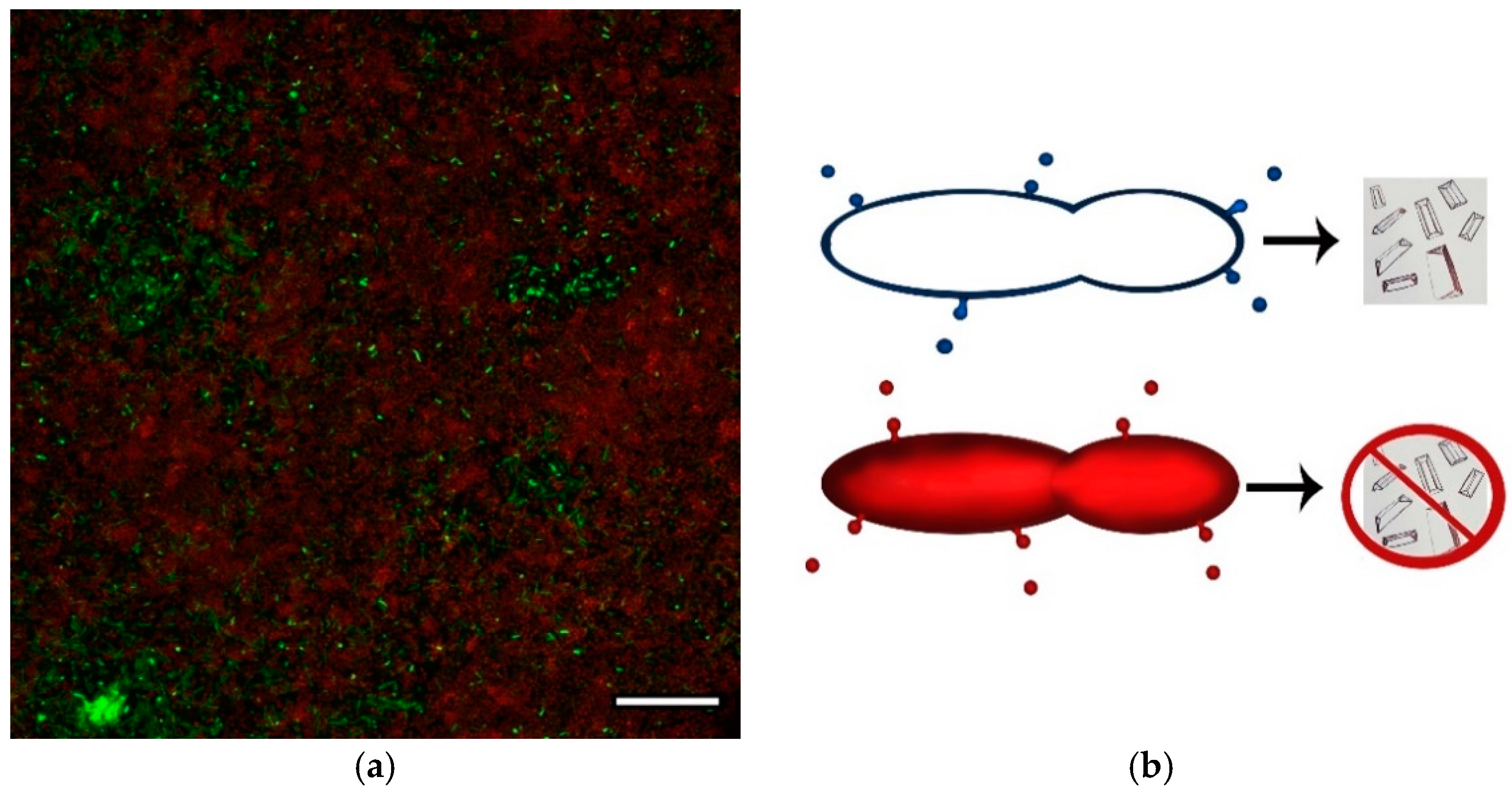 Crystals 10 00706 g001 Crystals 10 00706 g001