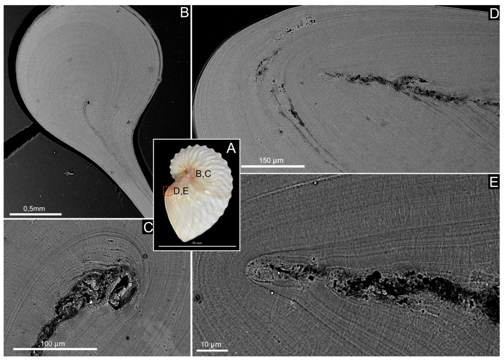 Crystals 10 00839 g003