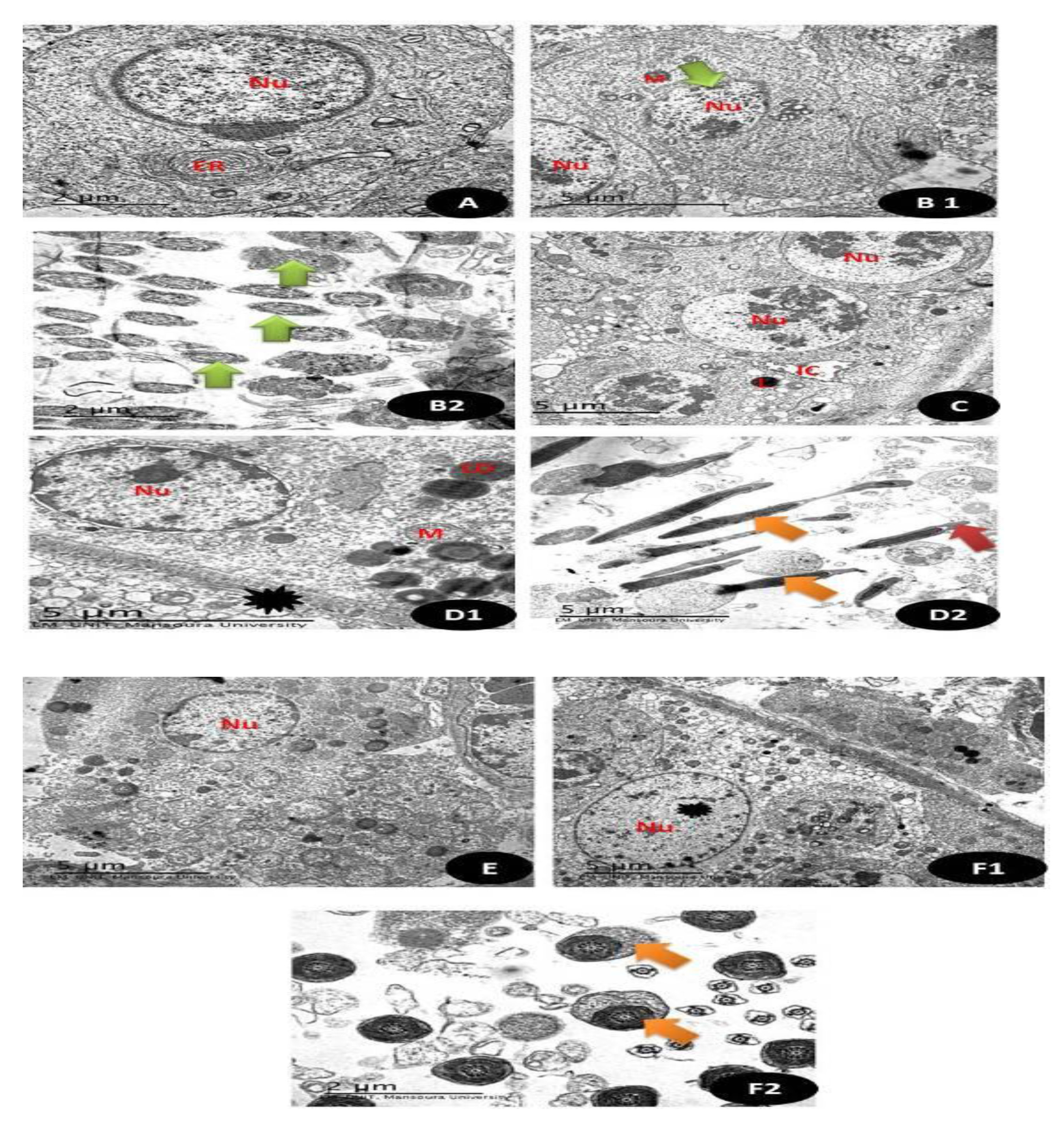 Crystals 11 00367 g016