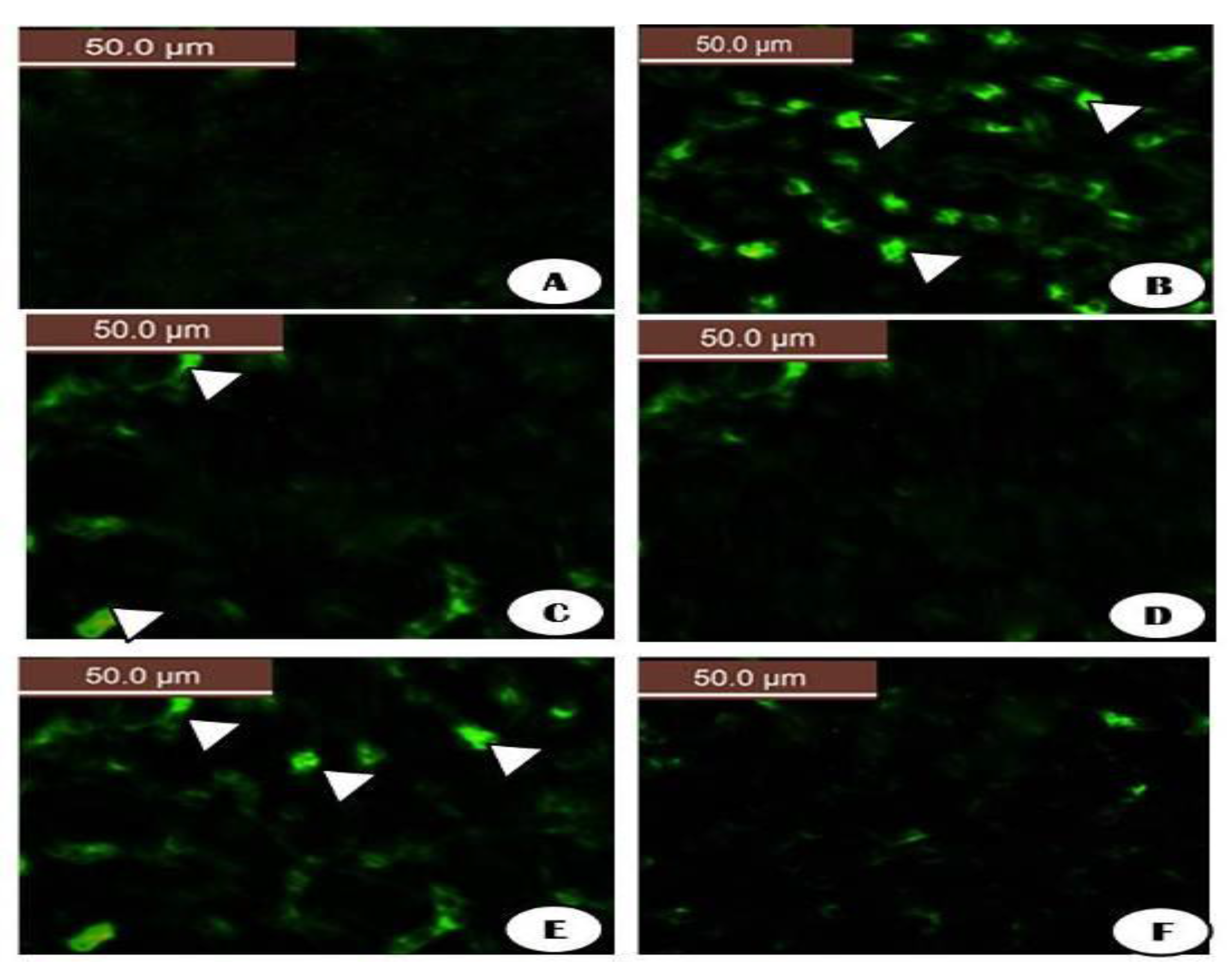 Crystals 11 00367 g018