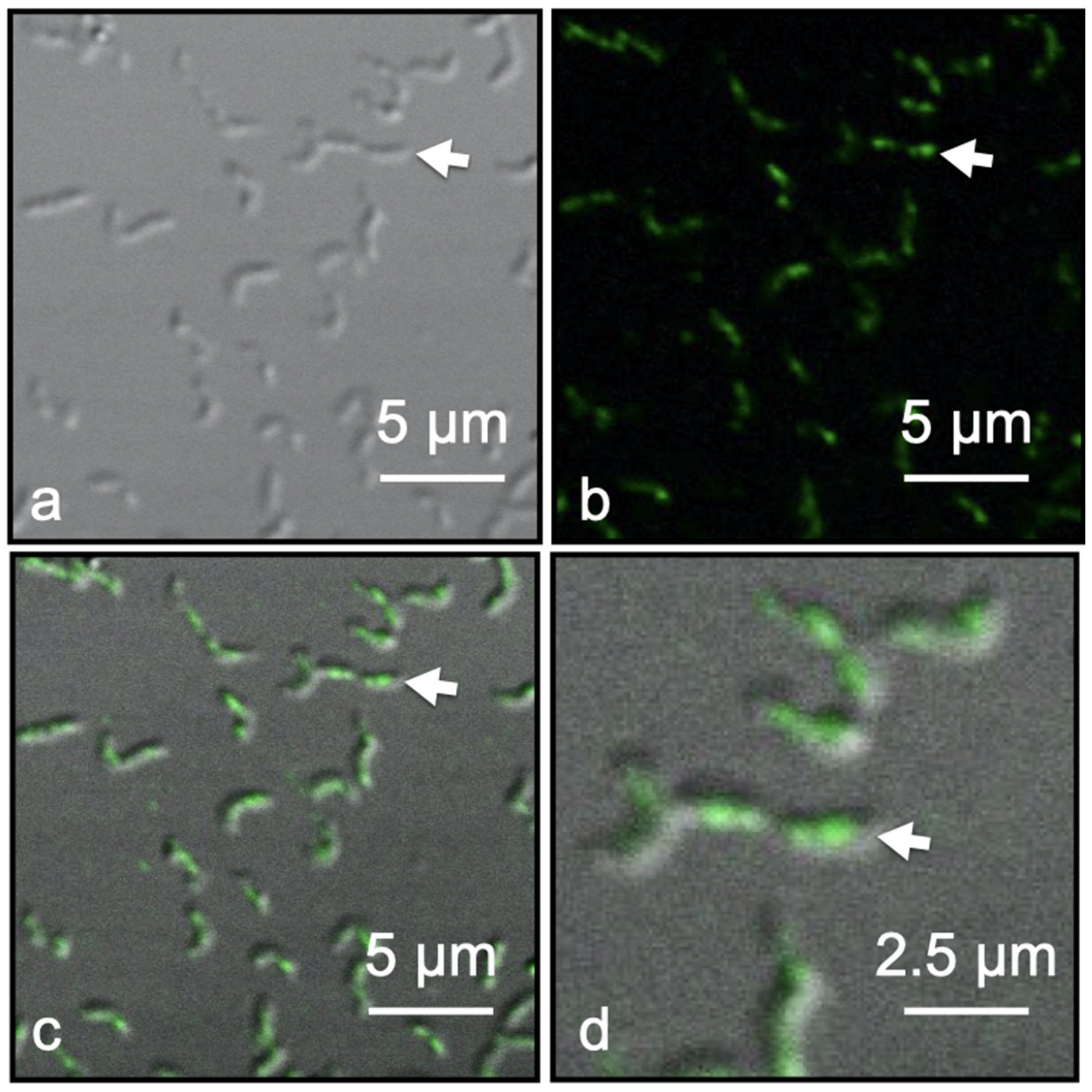 Crystals 11 00874 g004