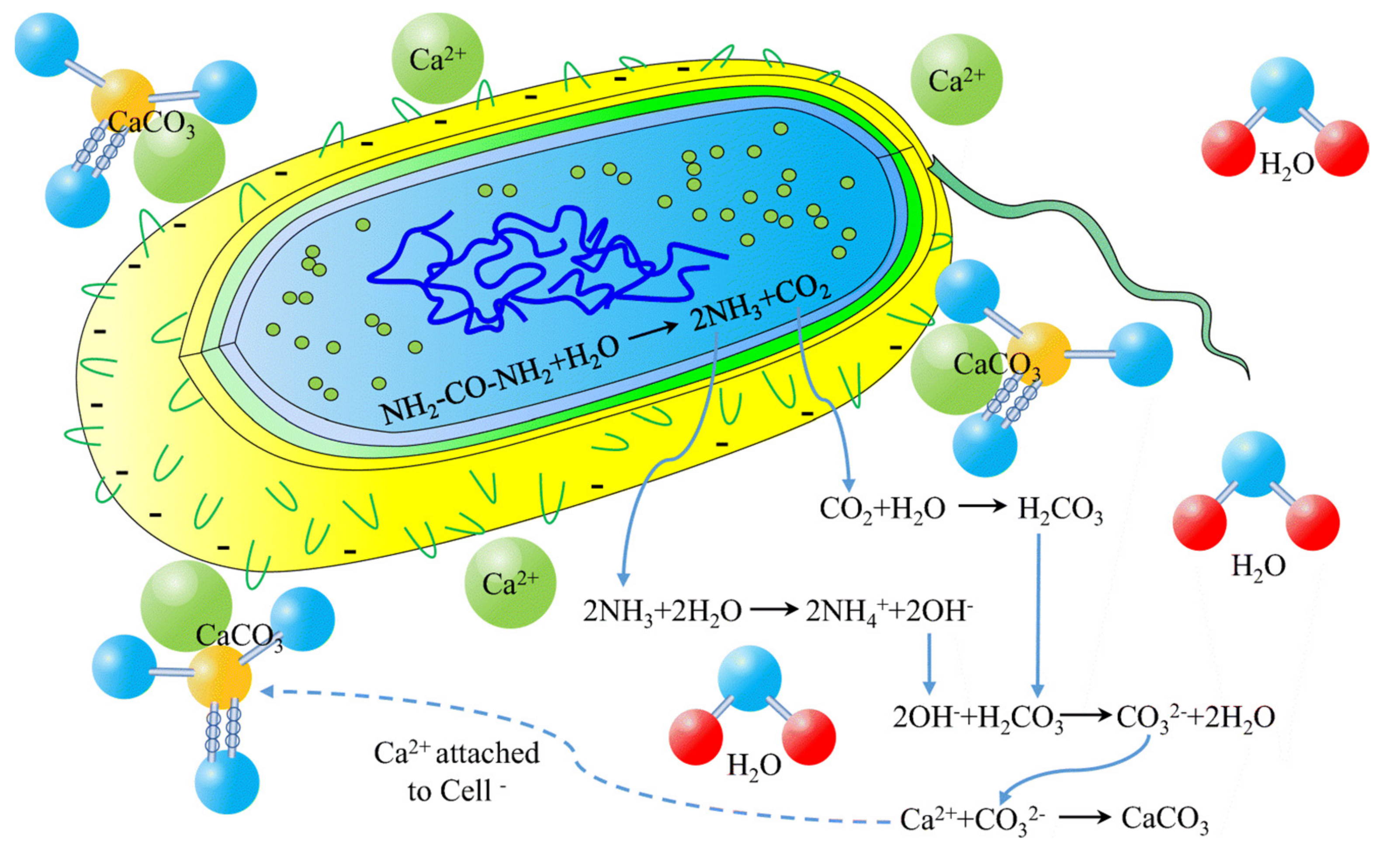 Crystals 11 01439 g008