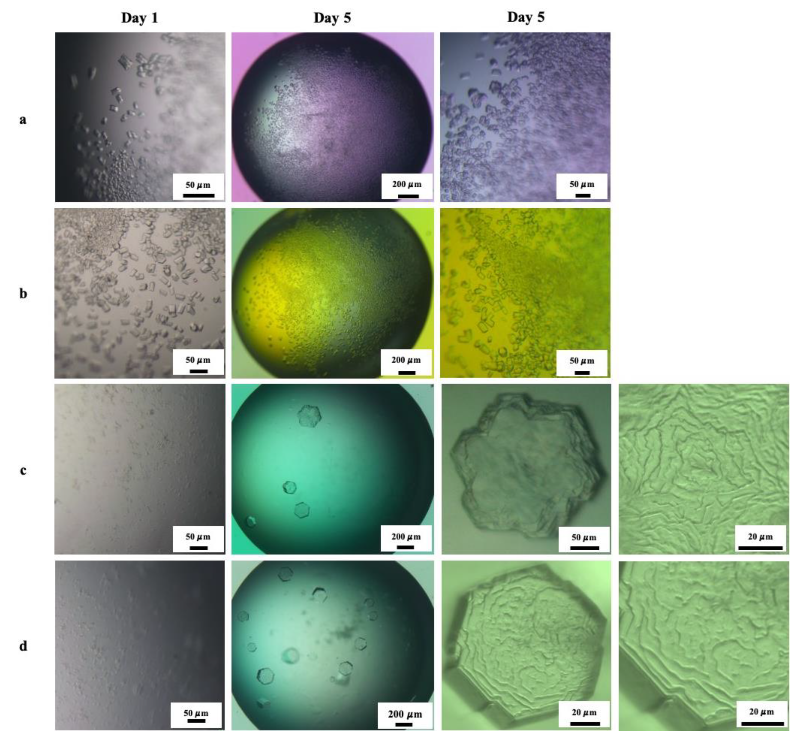 Crystals 12 00437 g010