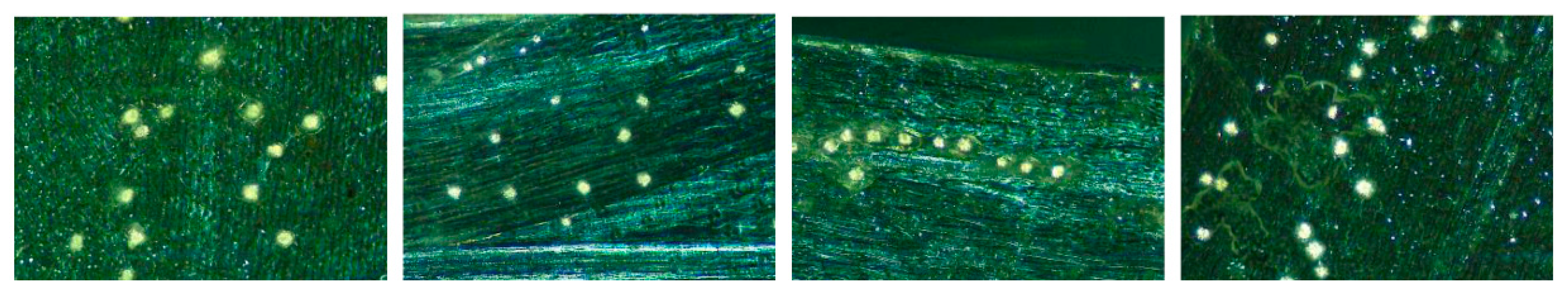 Crystals 12 01450 g005
