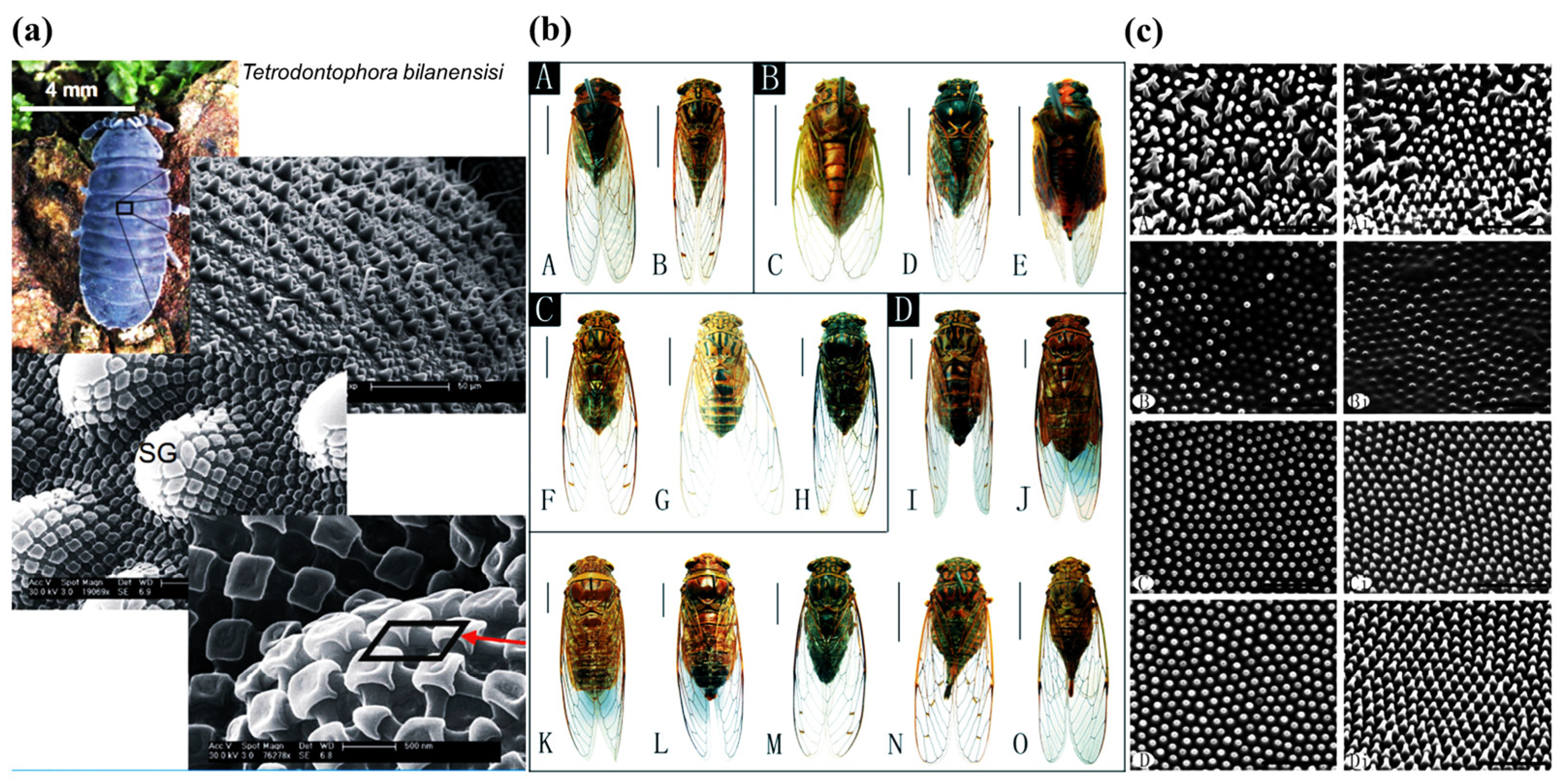 Crystals 13 00020 g007 Crystals 13 00020 g007