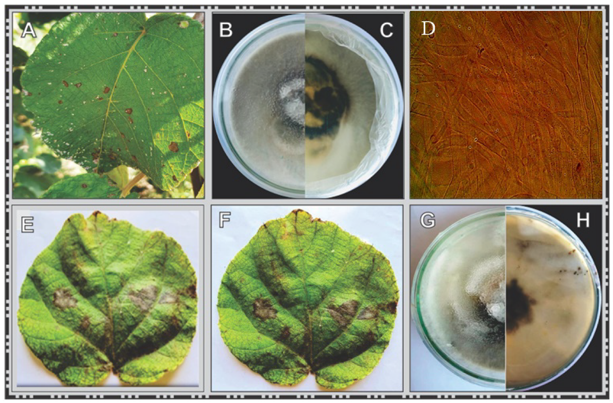 Crystals 13 00098 g002
