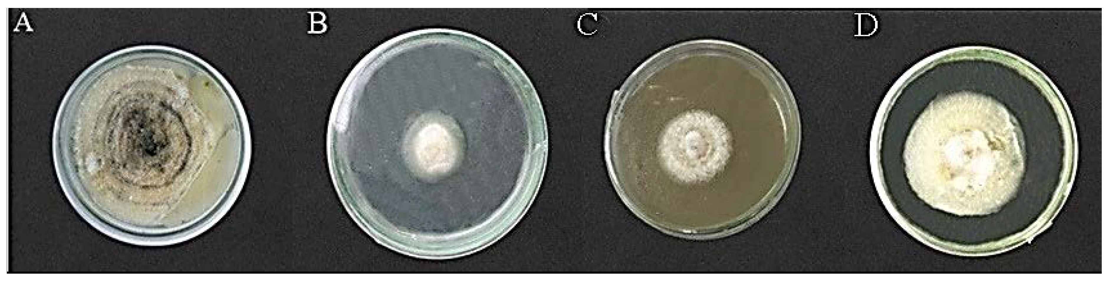 Crystals 13 00098 g010