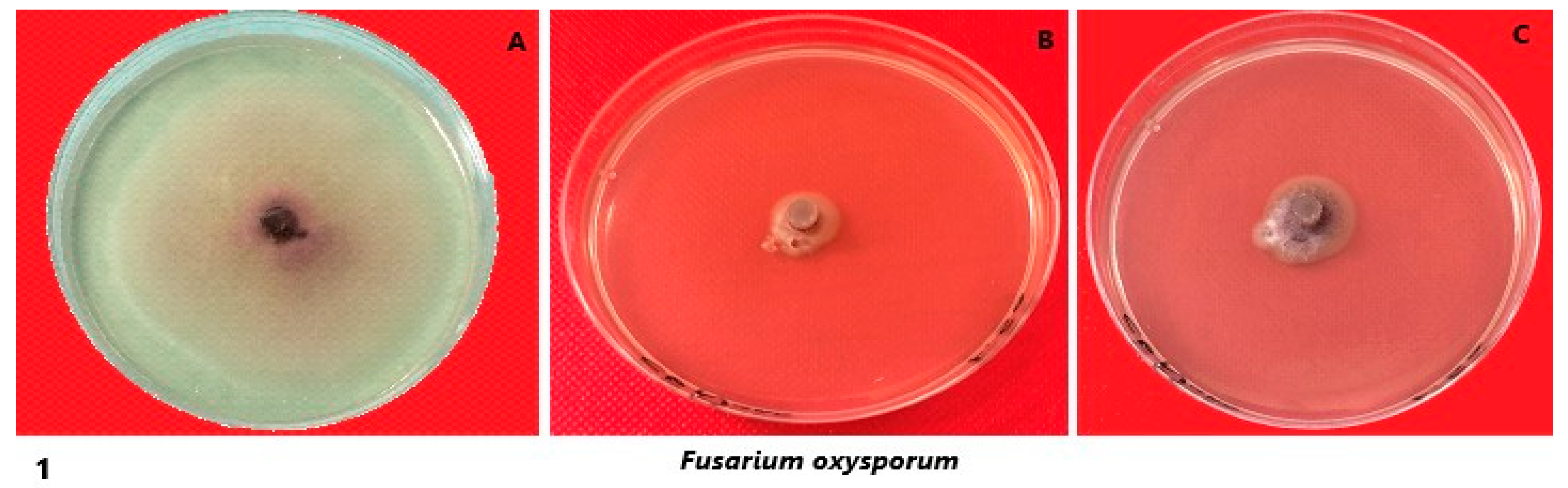 Crystals 13 00294 g005a