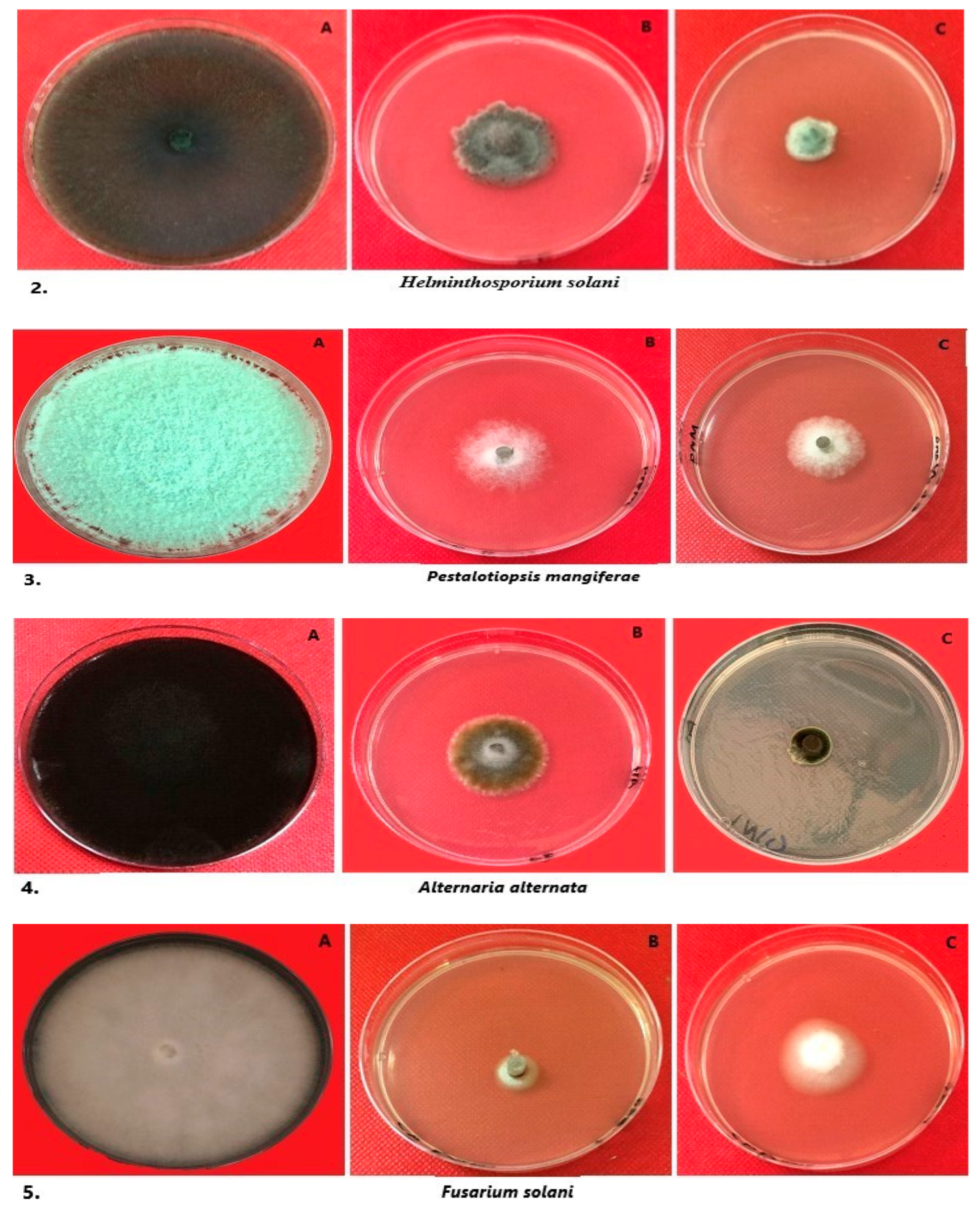 Crystals 13 00294 g005b