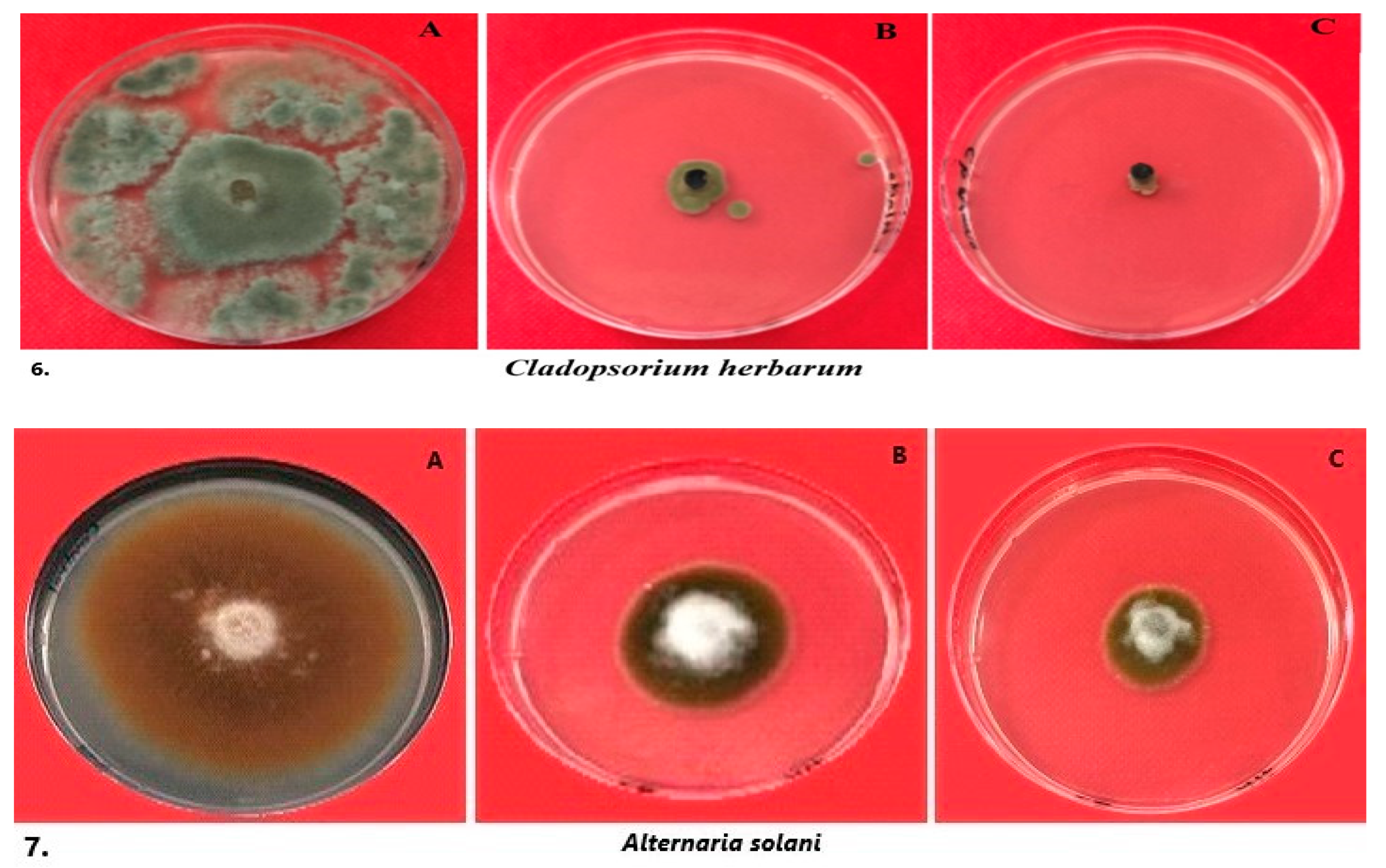 Crystals 13 00294 g005c