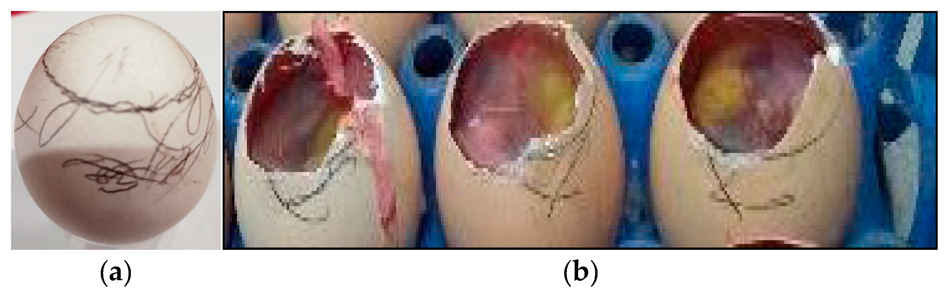 Crystals 13 00340 g004