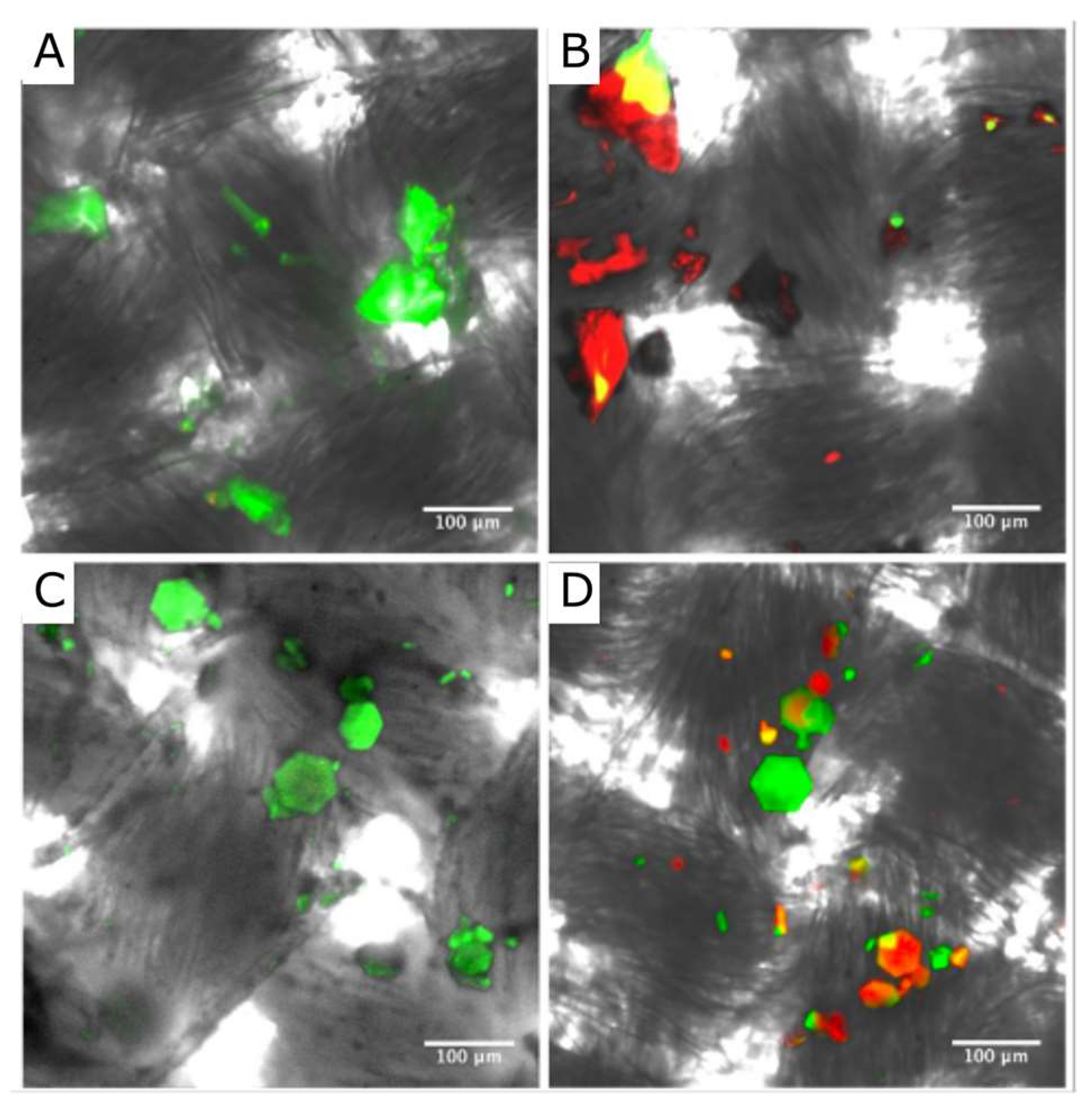 Crystals 13 00352 g004