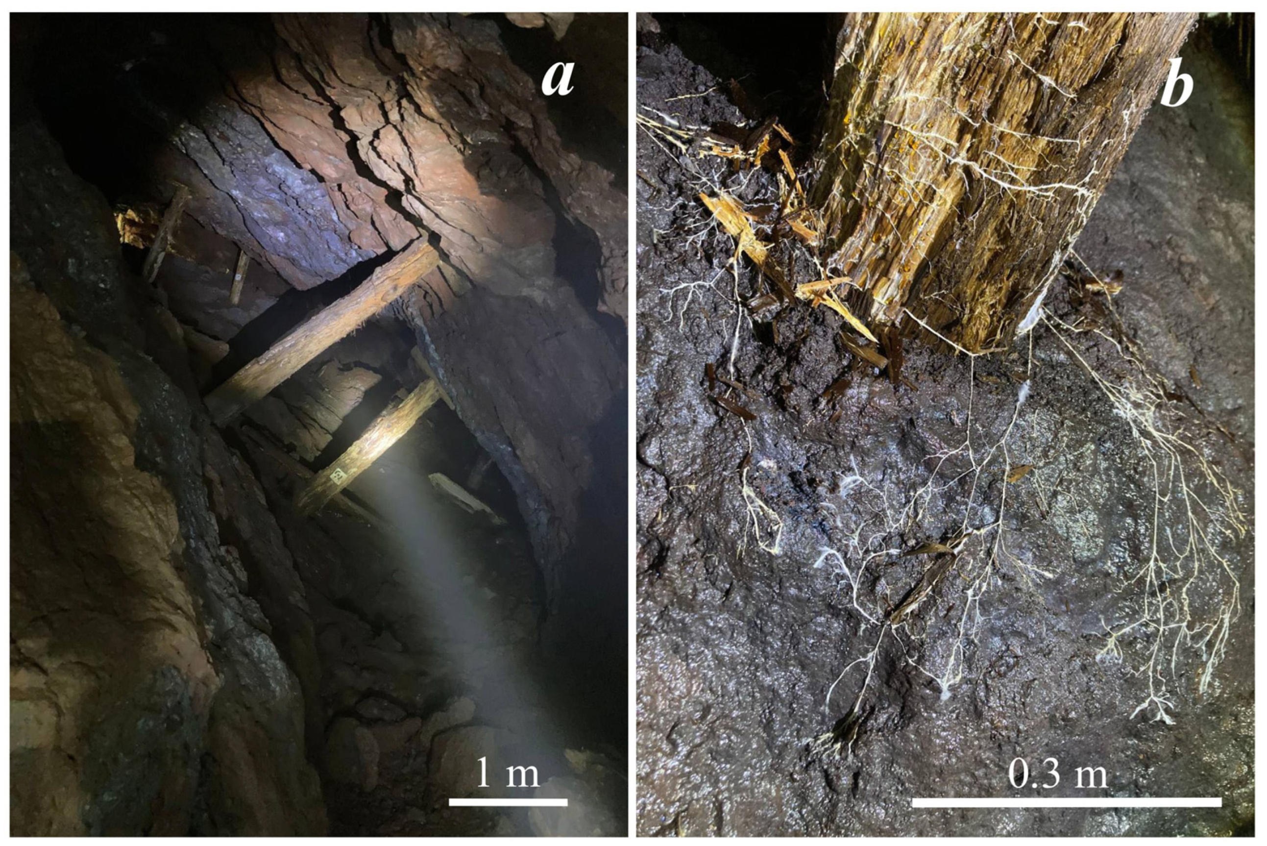 Crystals 13 00432 g001