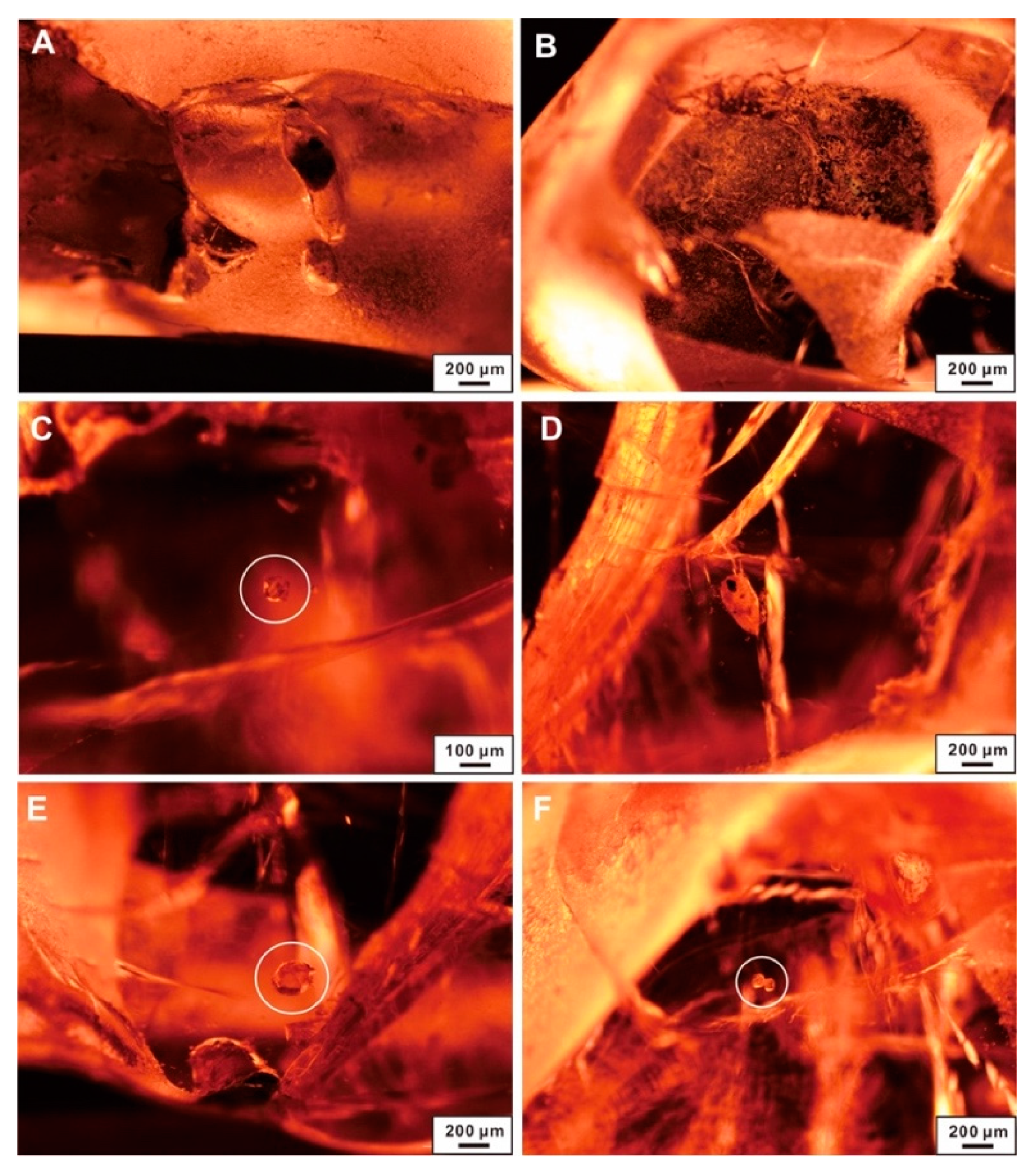 Crystals 13 00447 g004